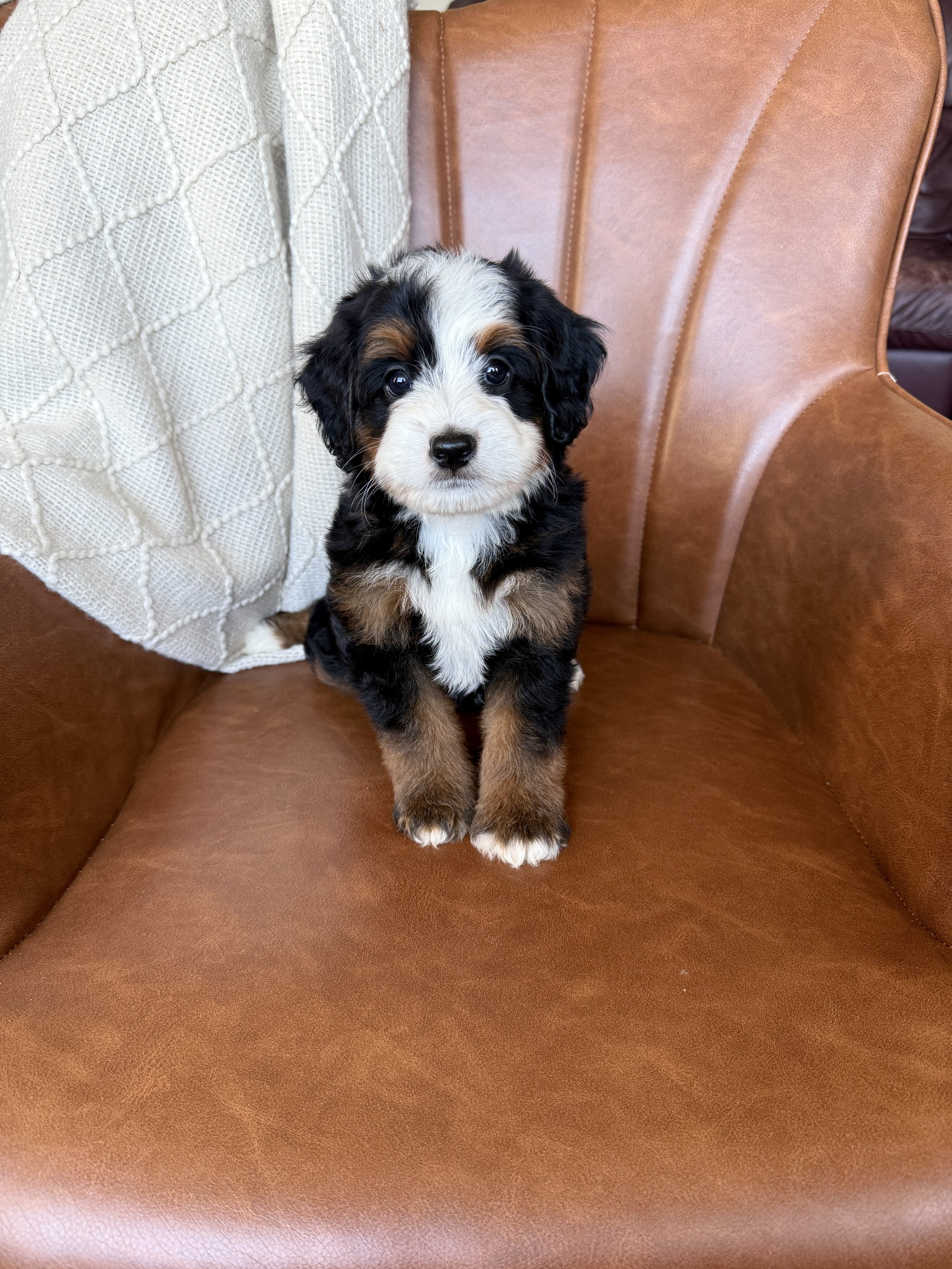 mini tri colored bernedoodle