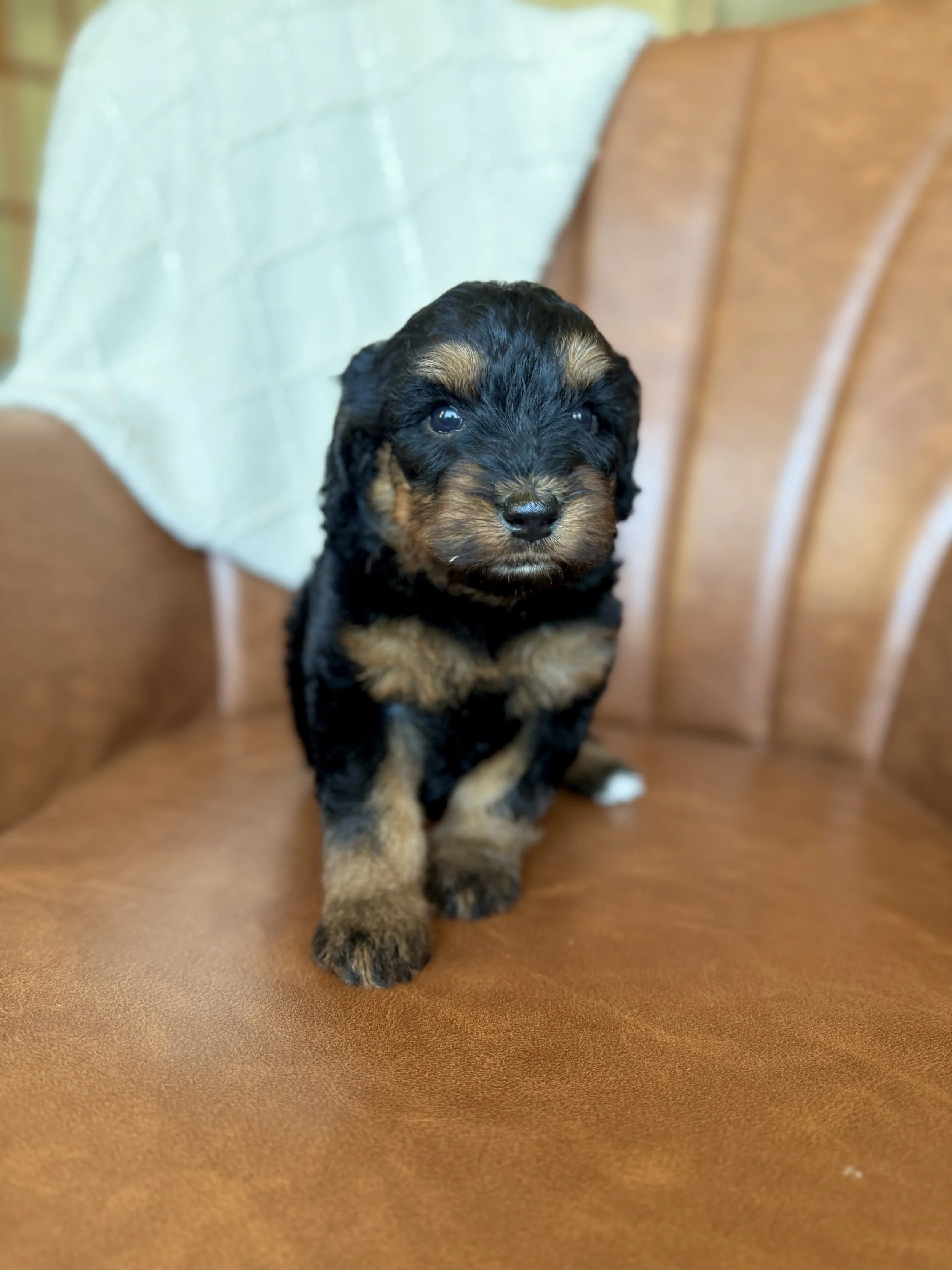 mini micro black phantom bernedoodle