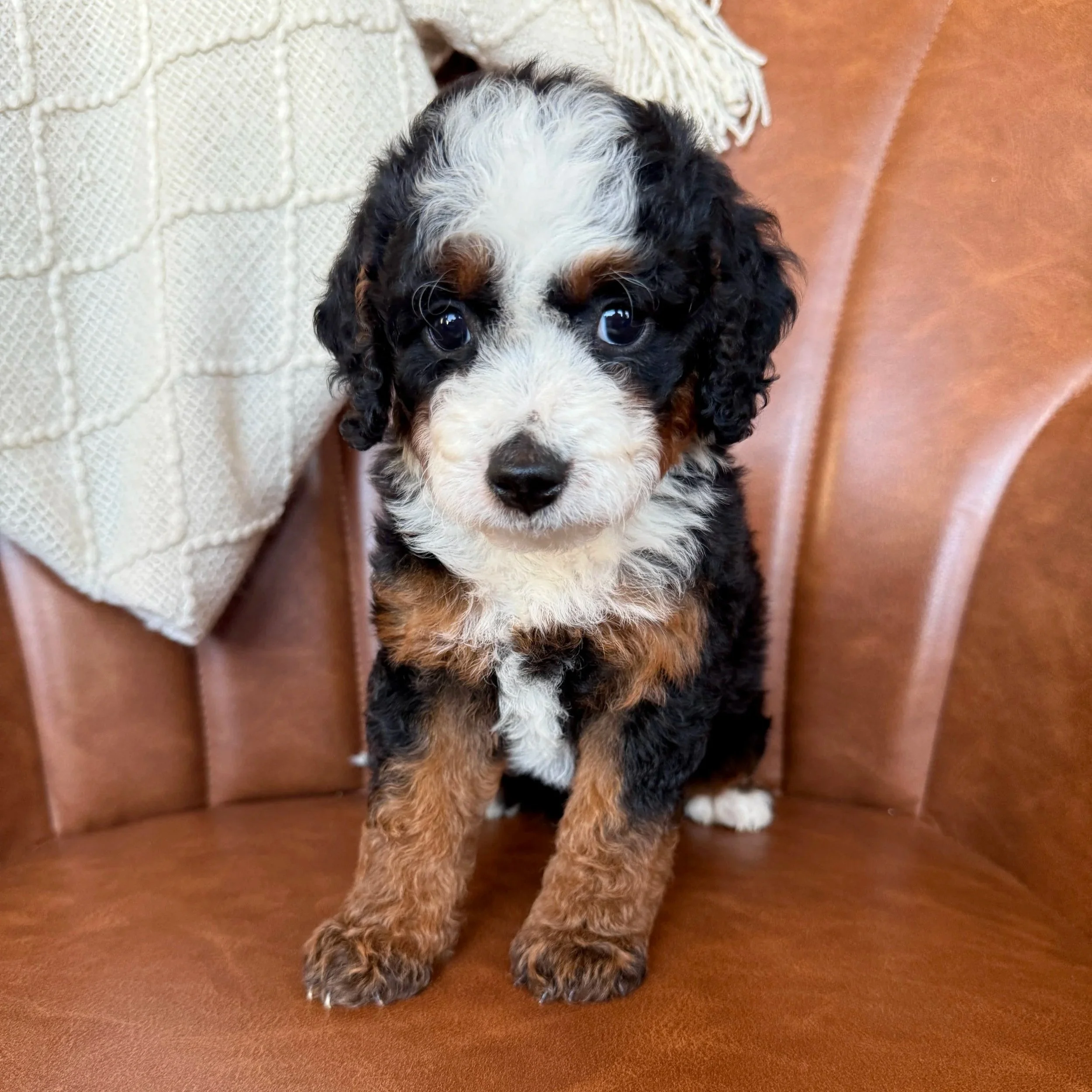mini tri colored bernedoodle