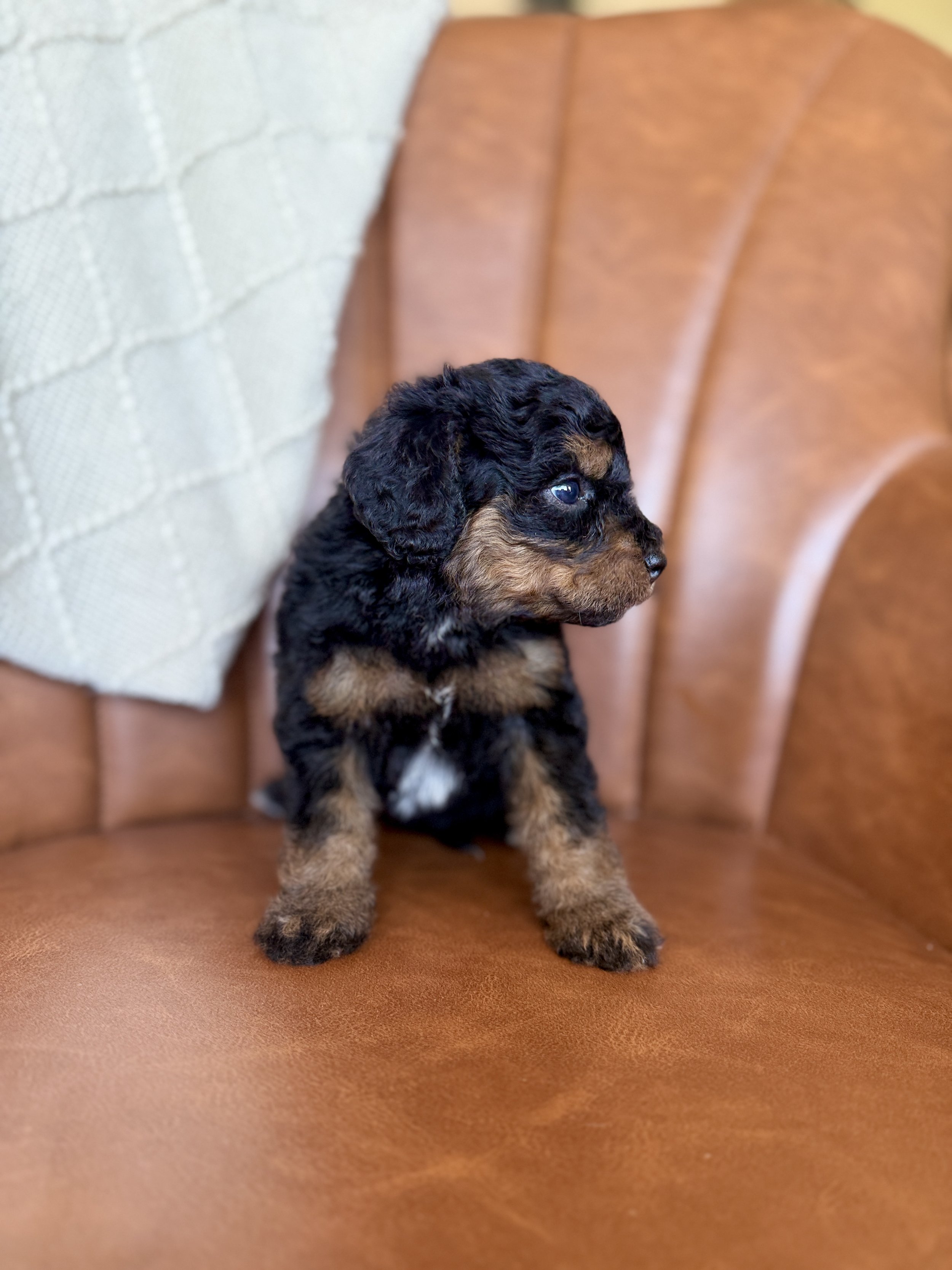mini micro black phantom bernedoodle