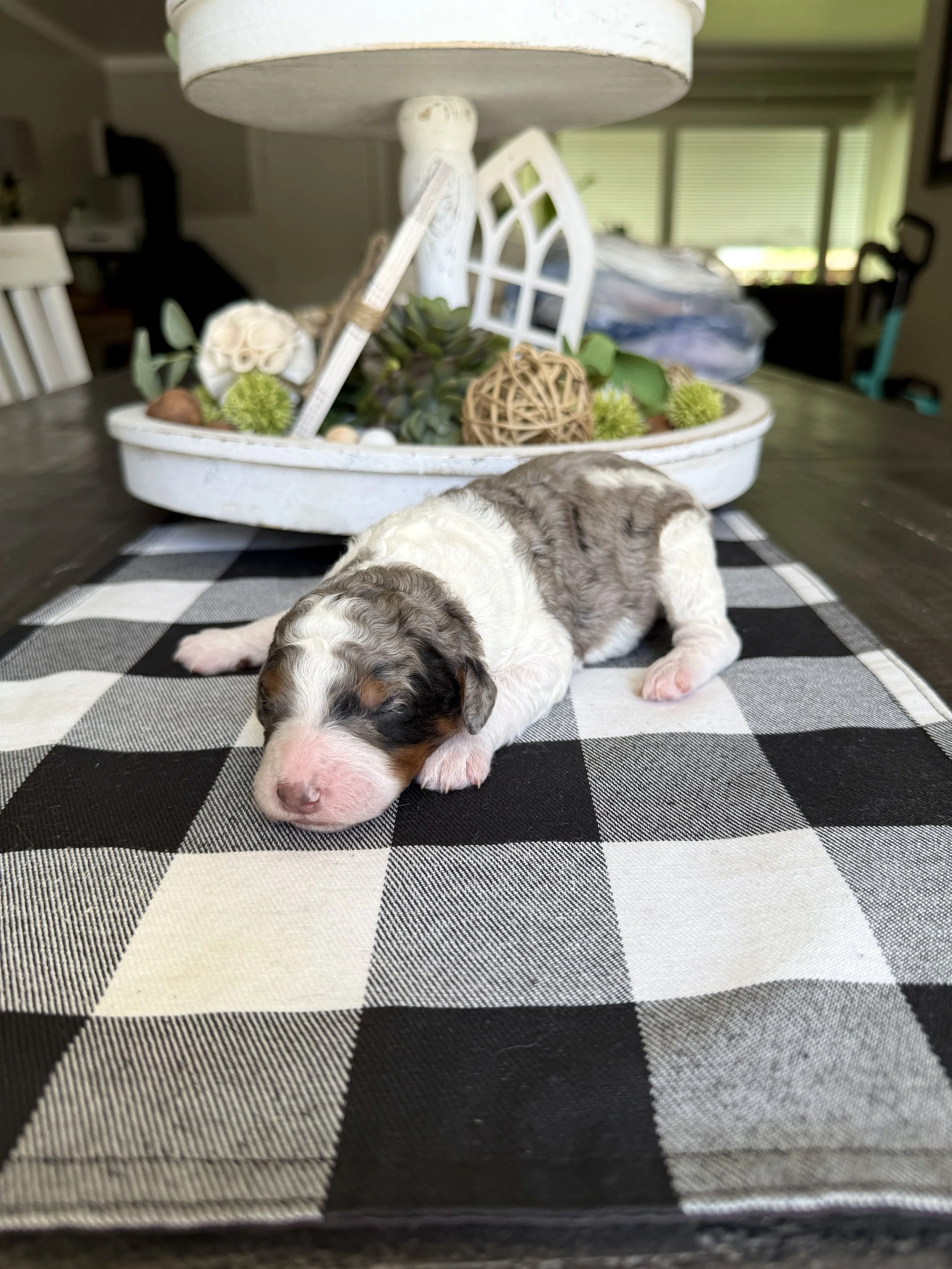 mini merle tri colored bernedoodle