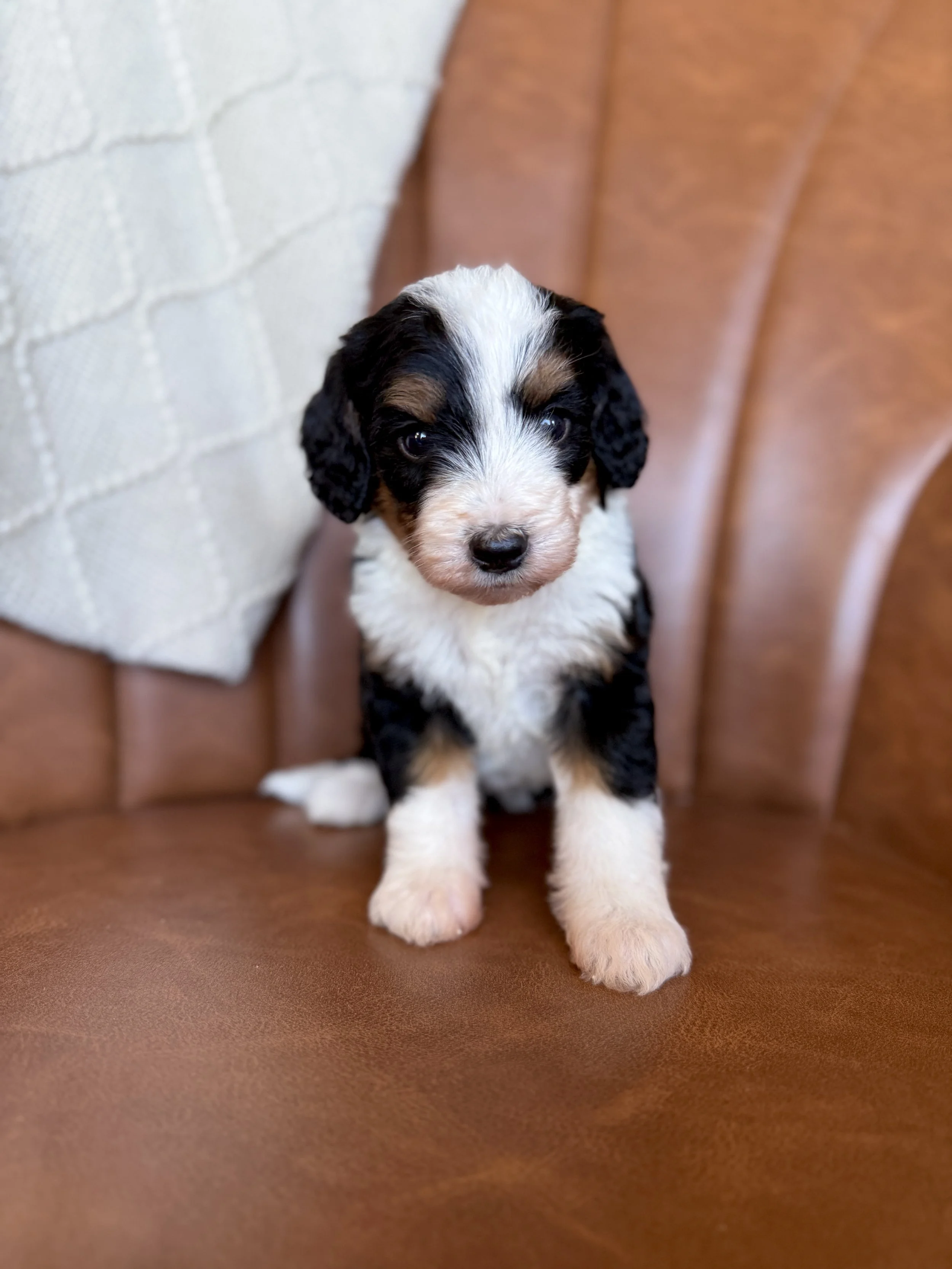 mini tri colored bernedoodle