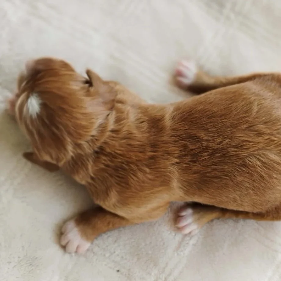 red and white brittany doodle