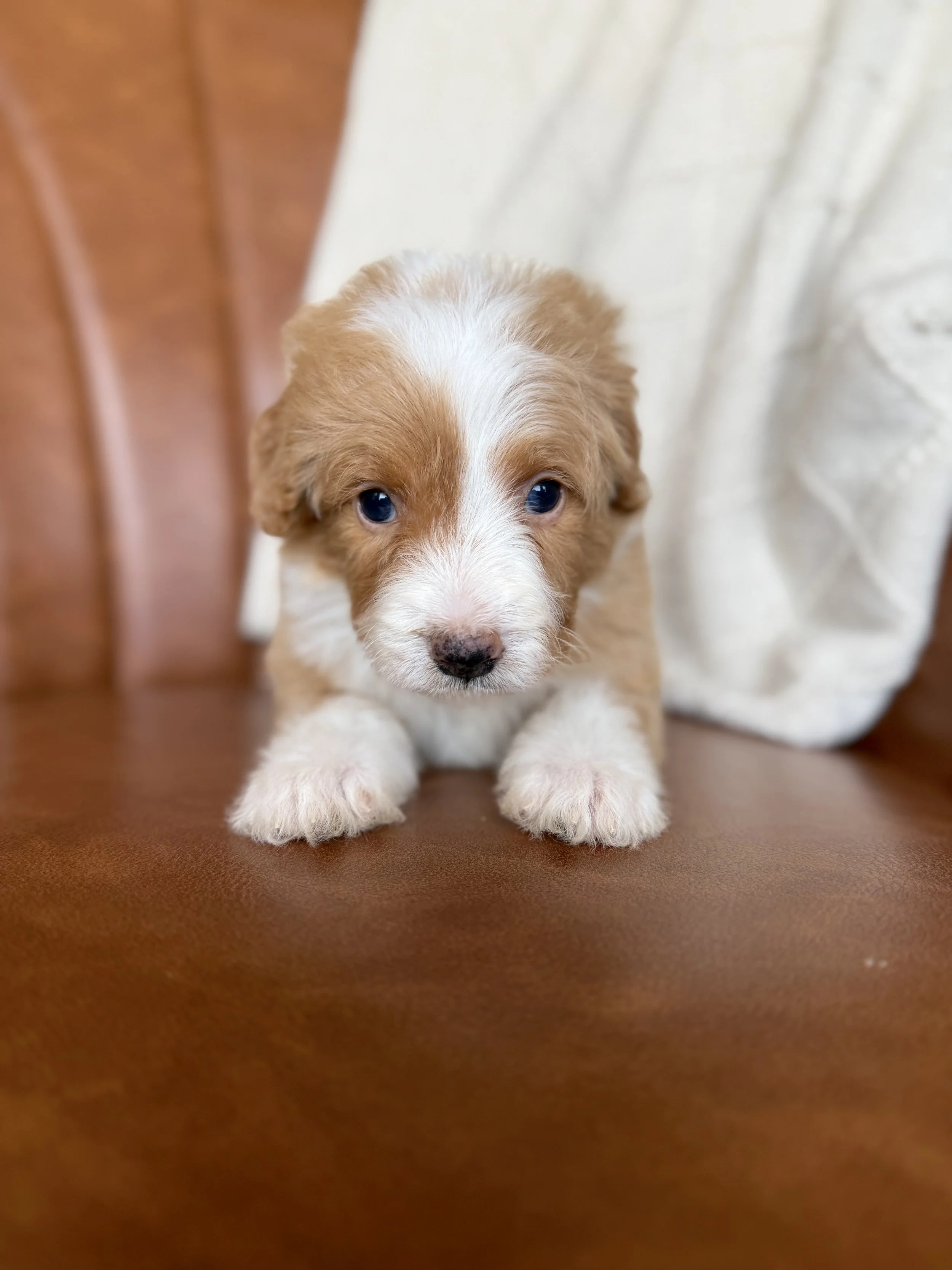red and white tuxedo mini bernedoodle