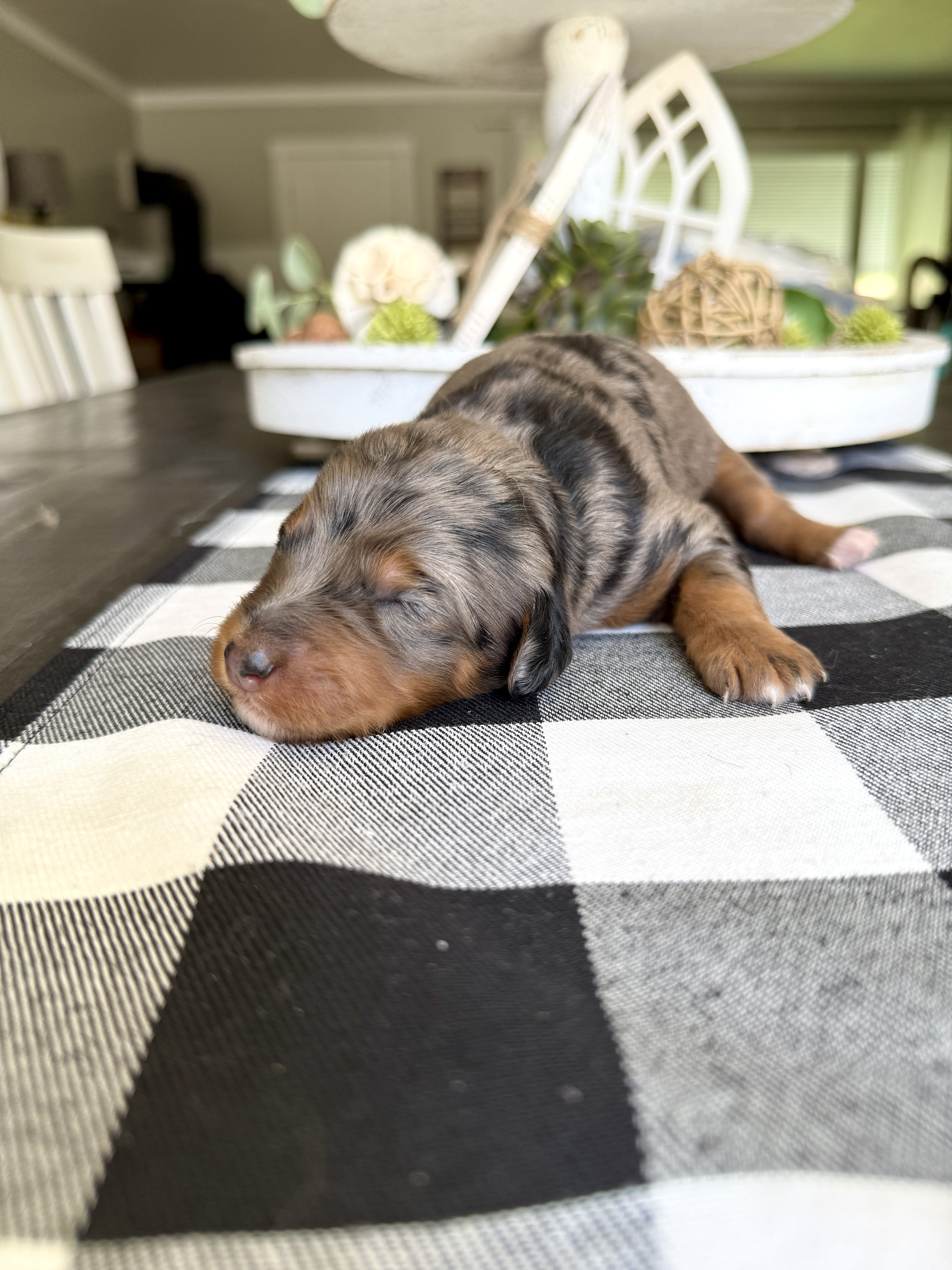 merle phantom mini bernedoodle