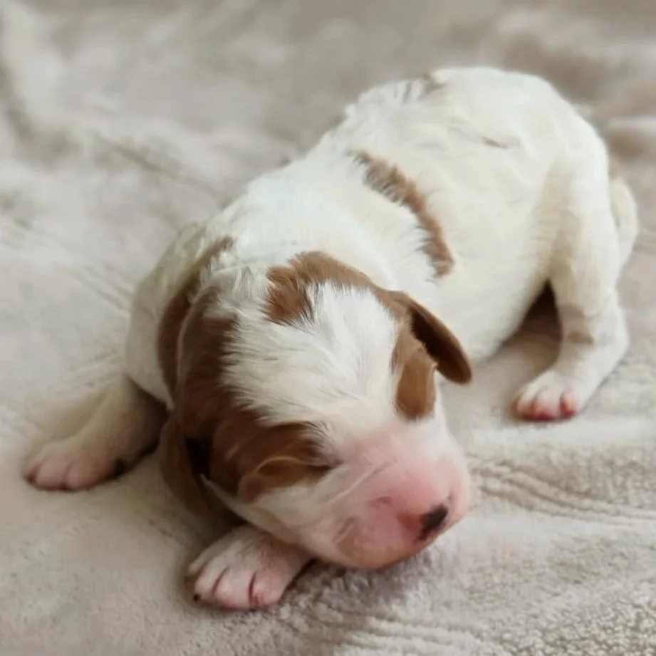 red and white brittany doodle