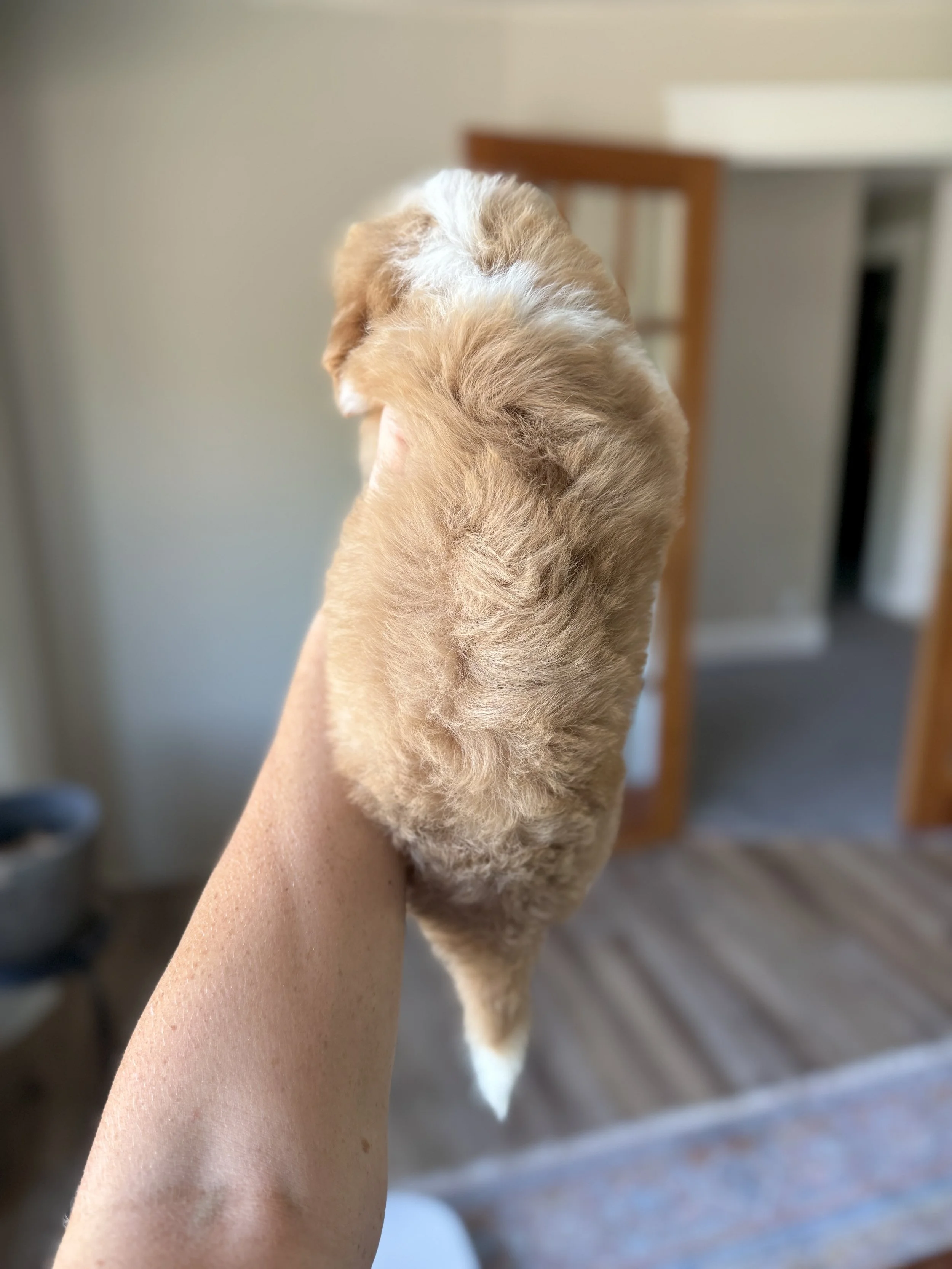 red and white tuxedo mini bernedoodle