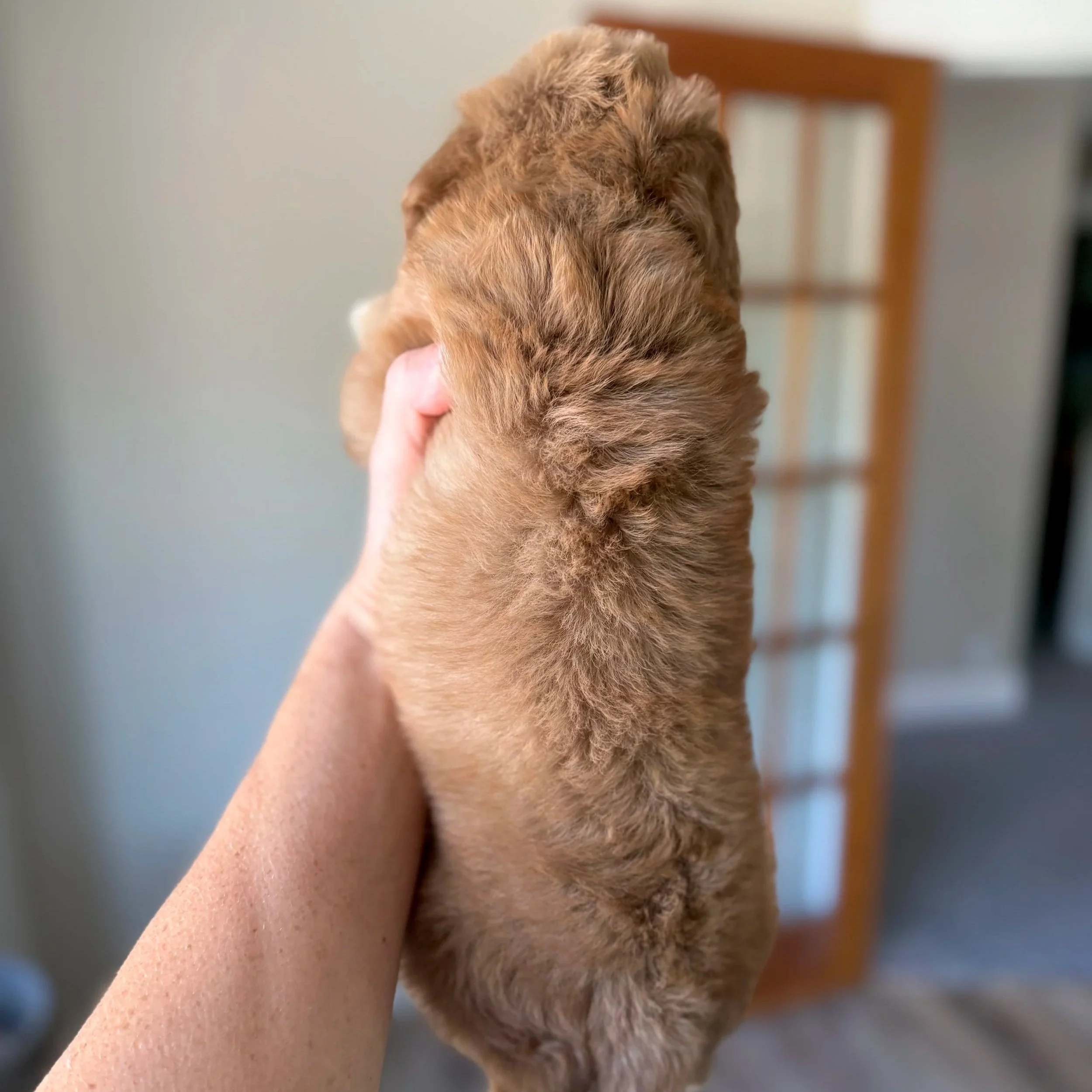 red mini bernedoodle