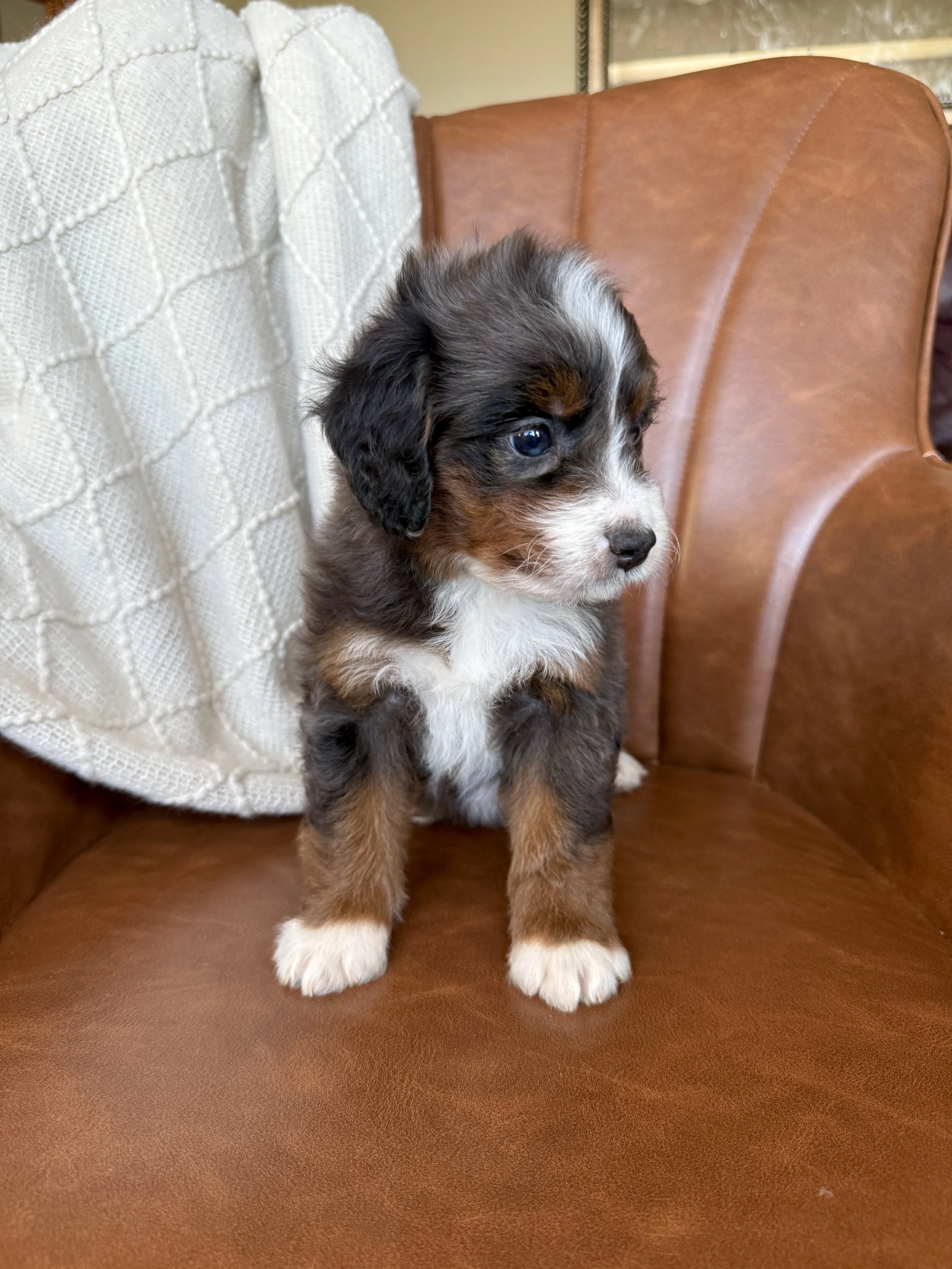 merle tri colored bernedoodle