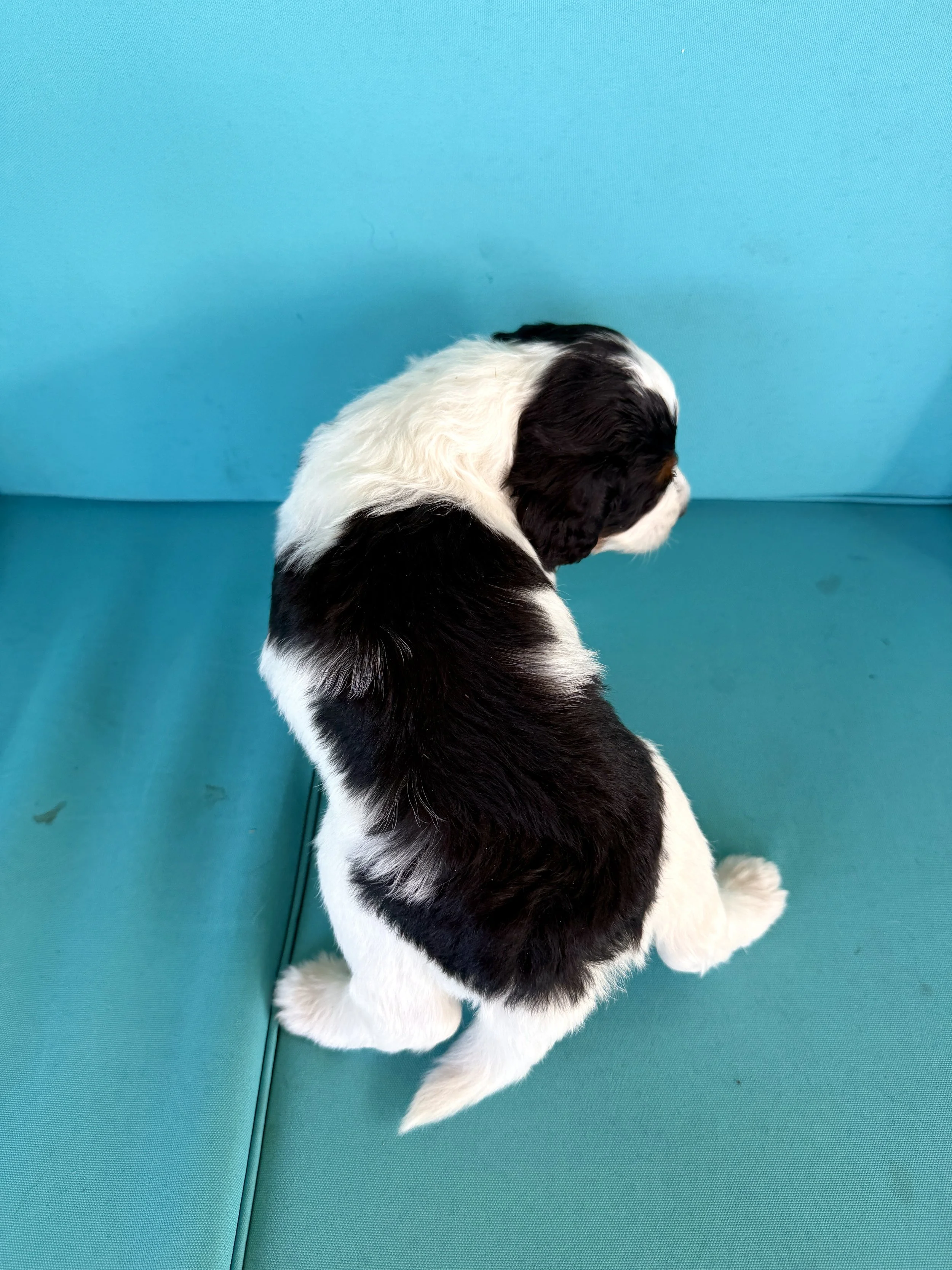 mini parti tri colored bernedoodle