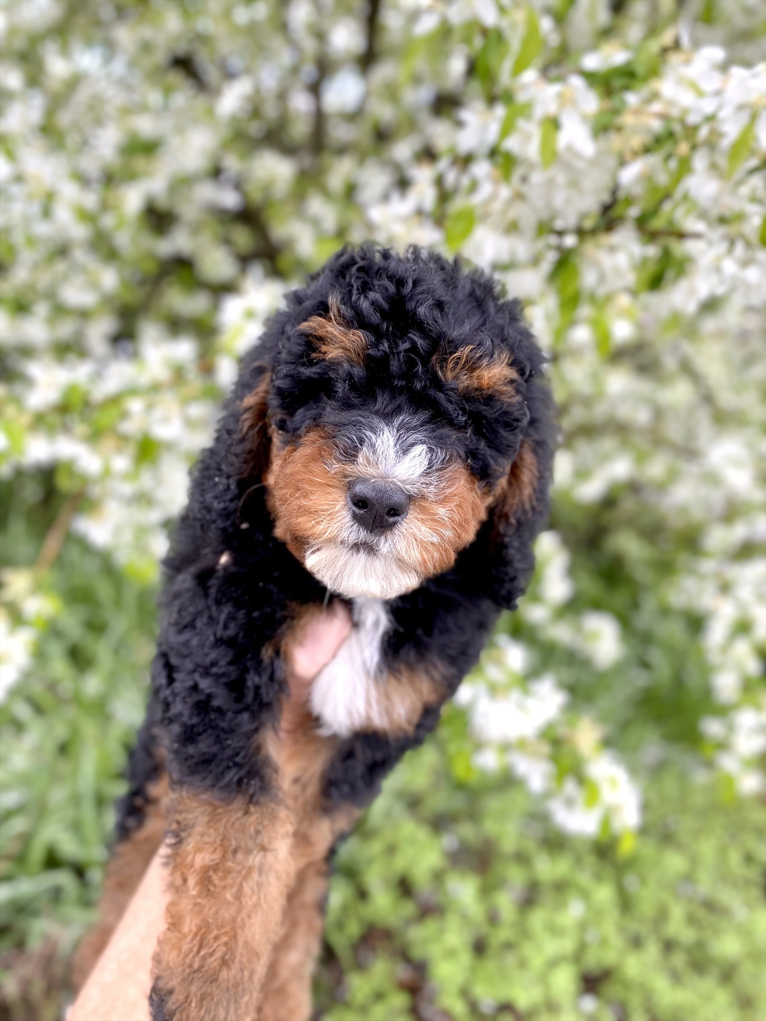 black phantom abstract mini bernedoodle