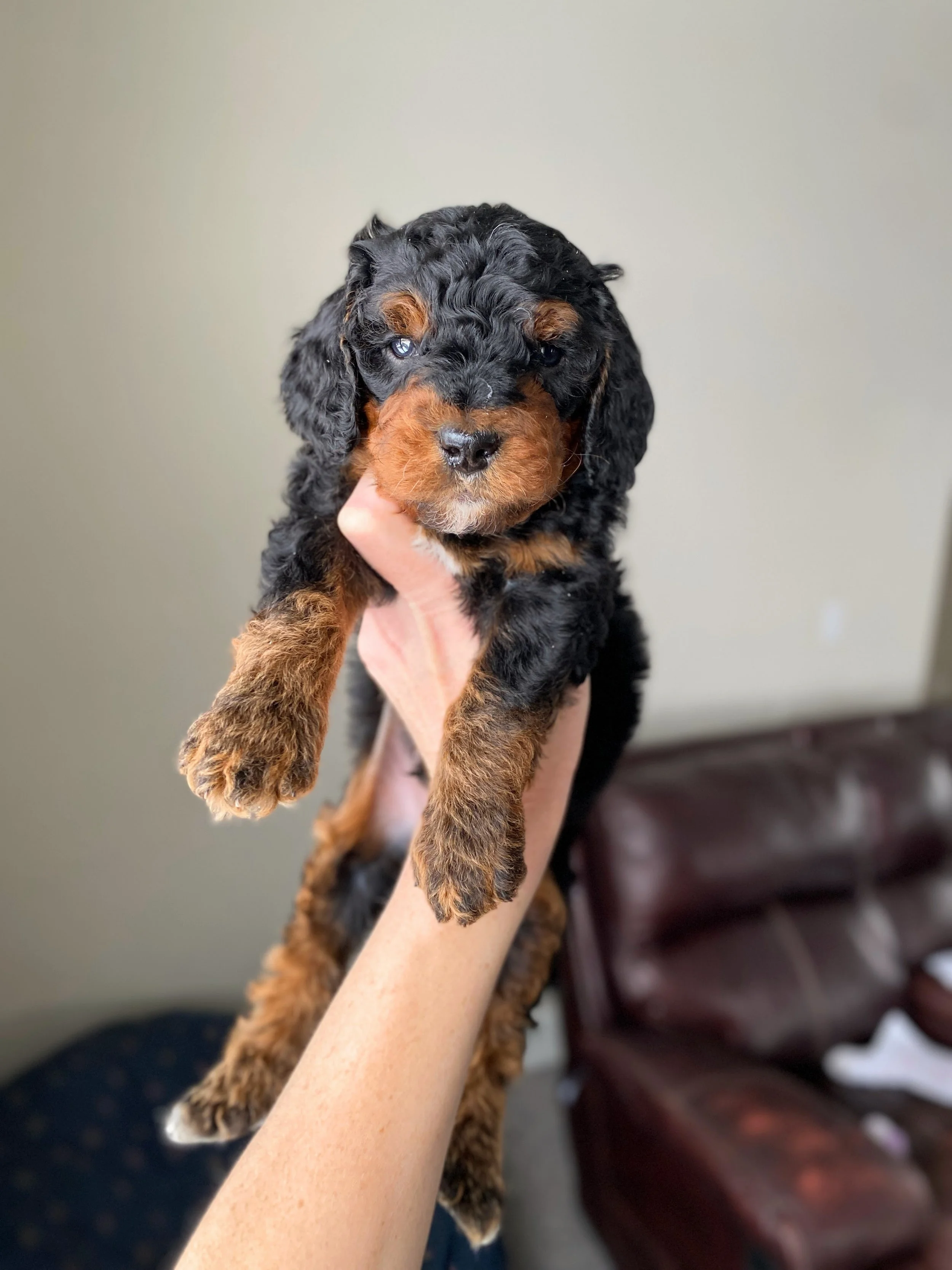 mini phantom bernedoodle