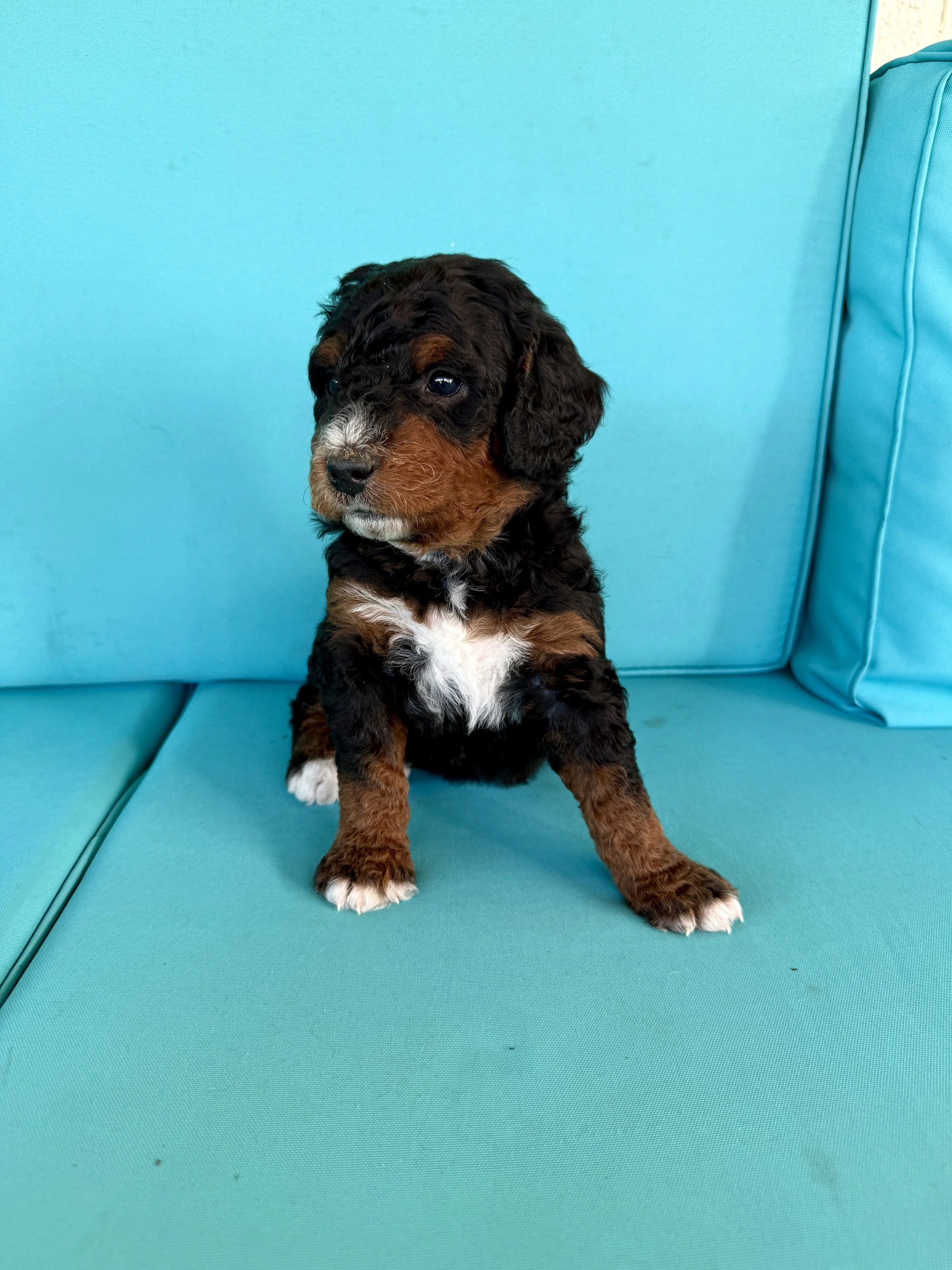 mini phantom bernedoodle