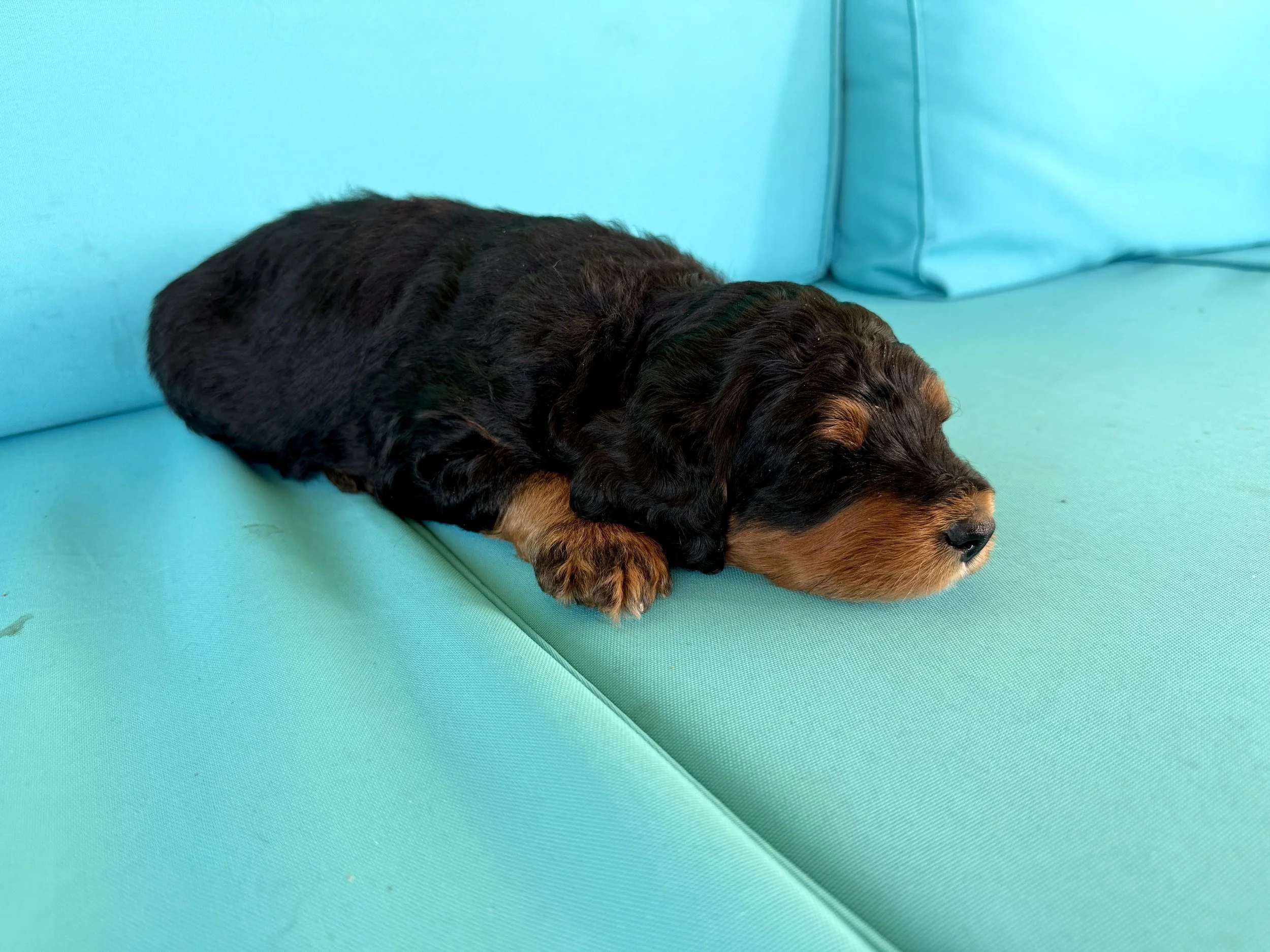 mini phantom bernedoodle