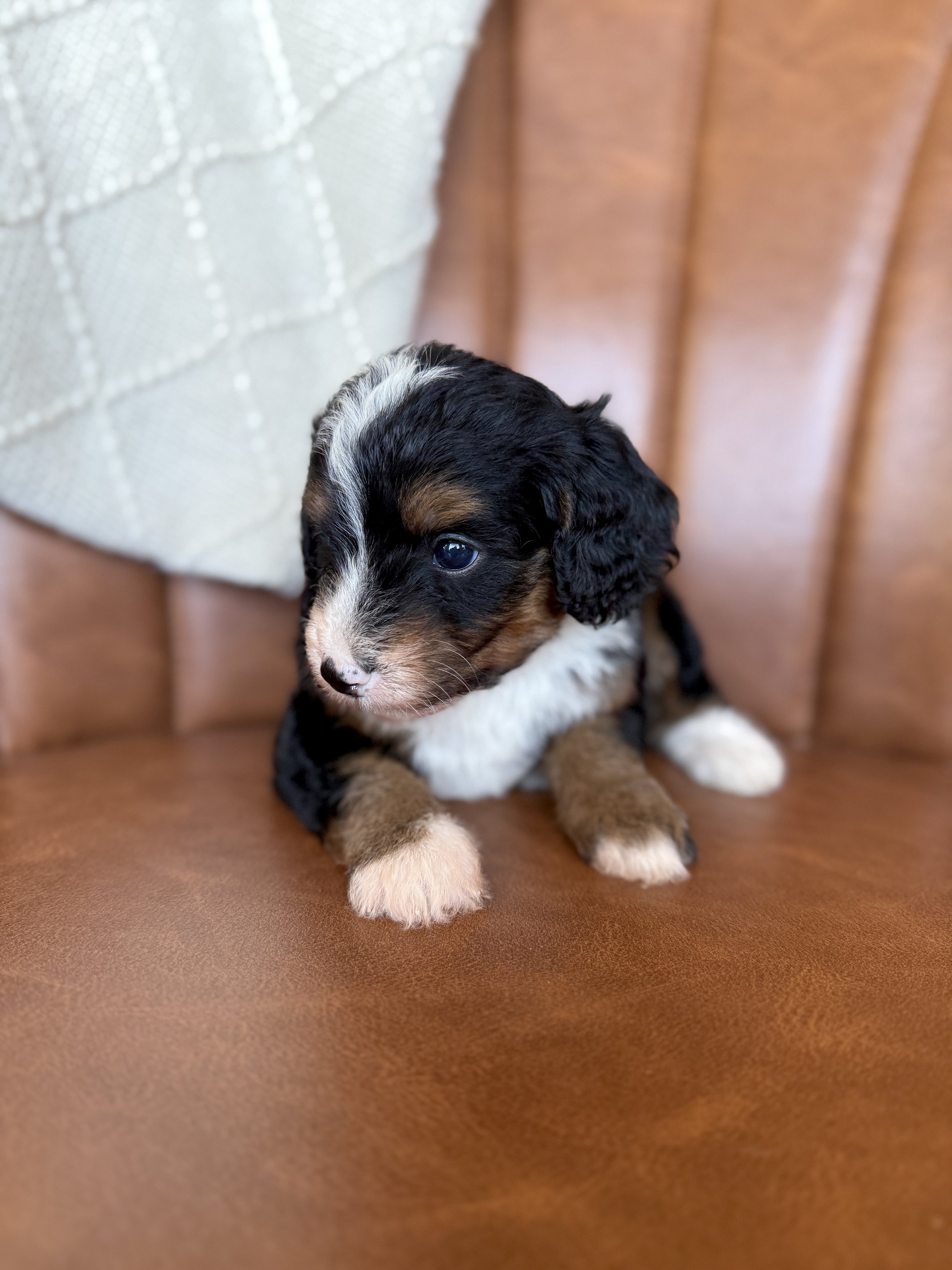 mini tri colored bernedoodle