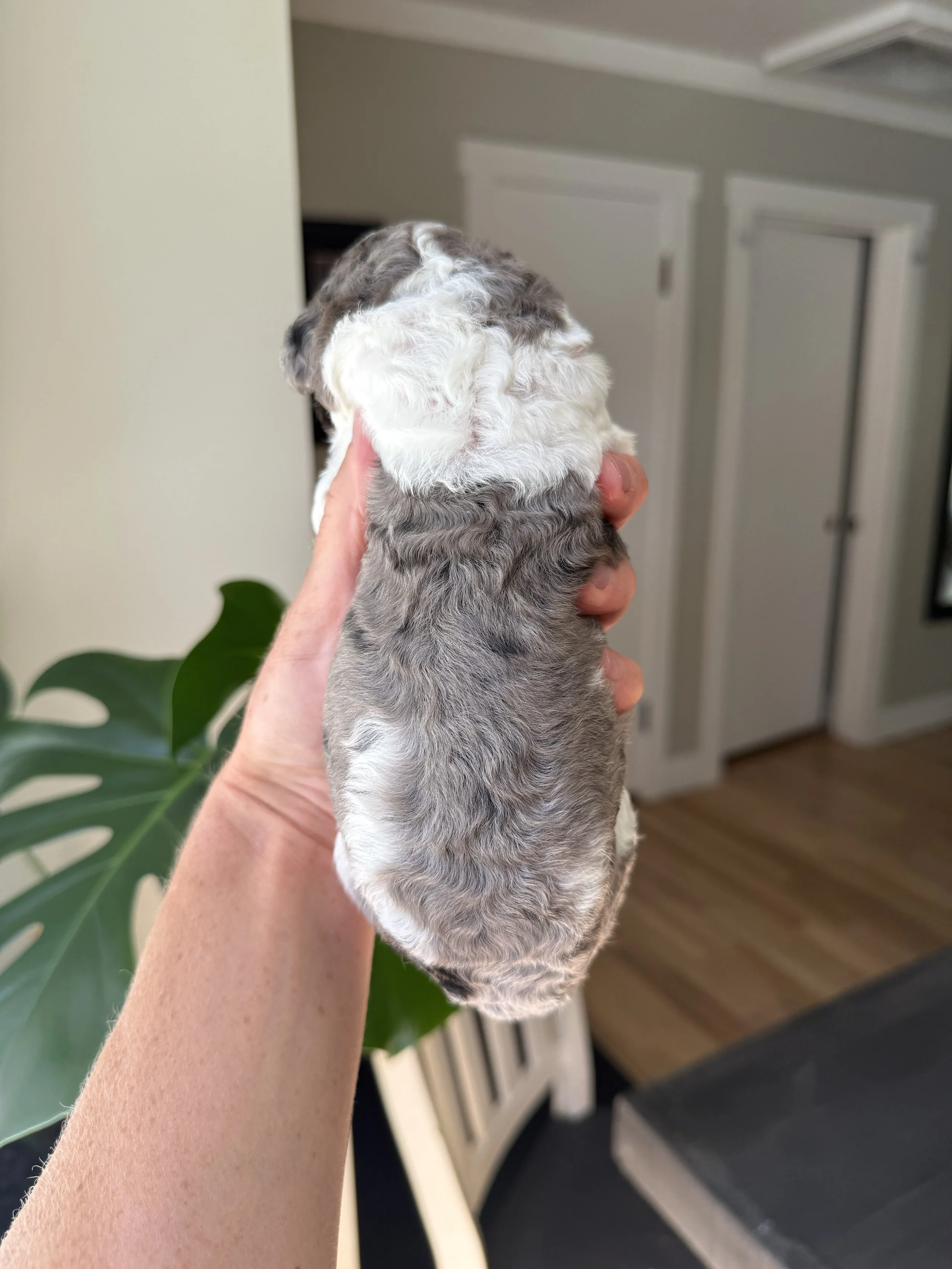 mini merle tri colored bernedoodle