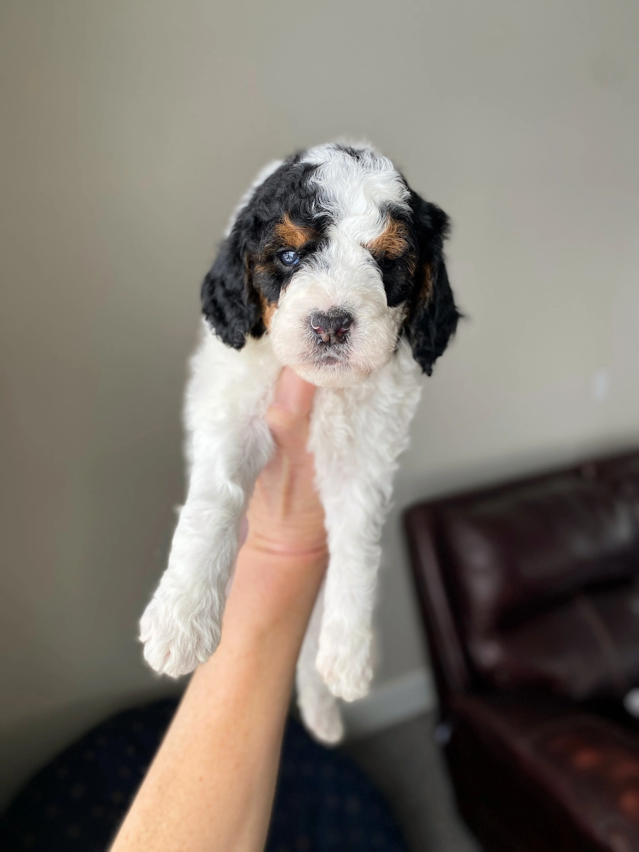 tri colored parti mini bernedoodle