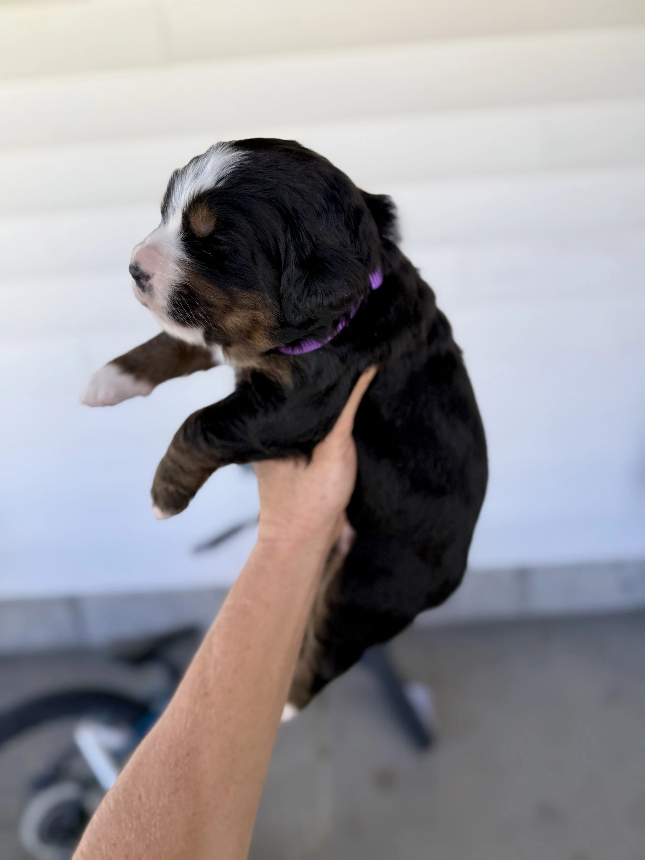 bernese mountain dog