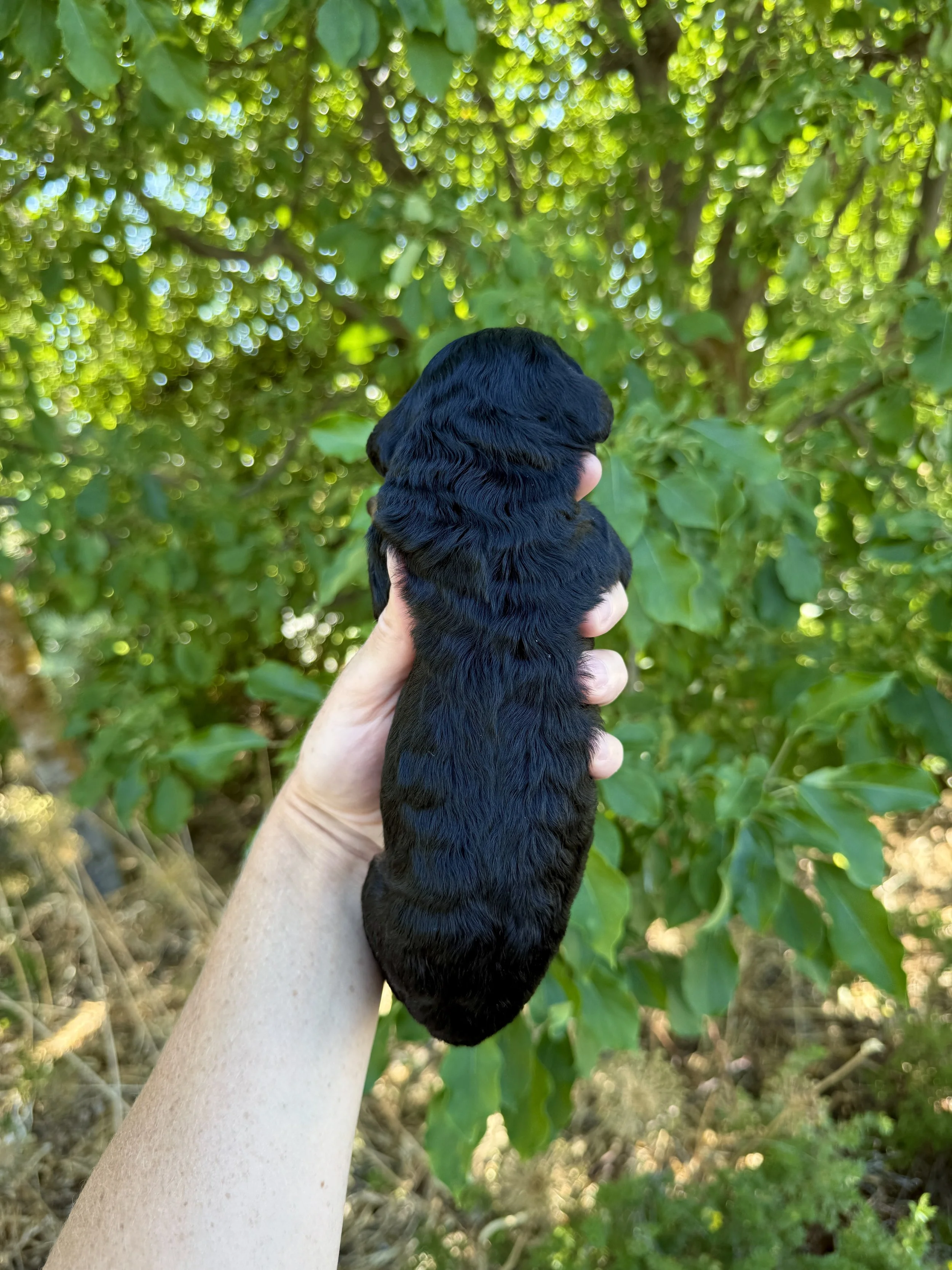 black phantom mini bernedoodle