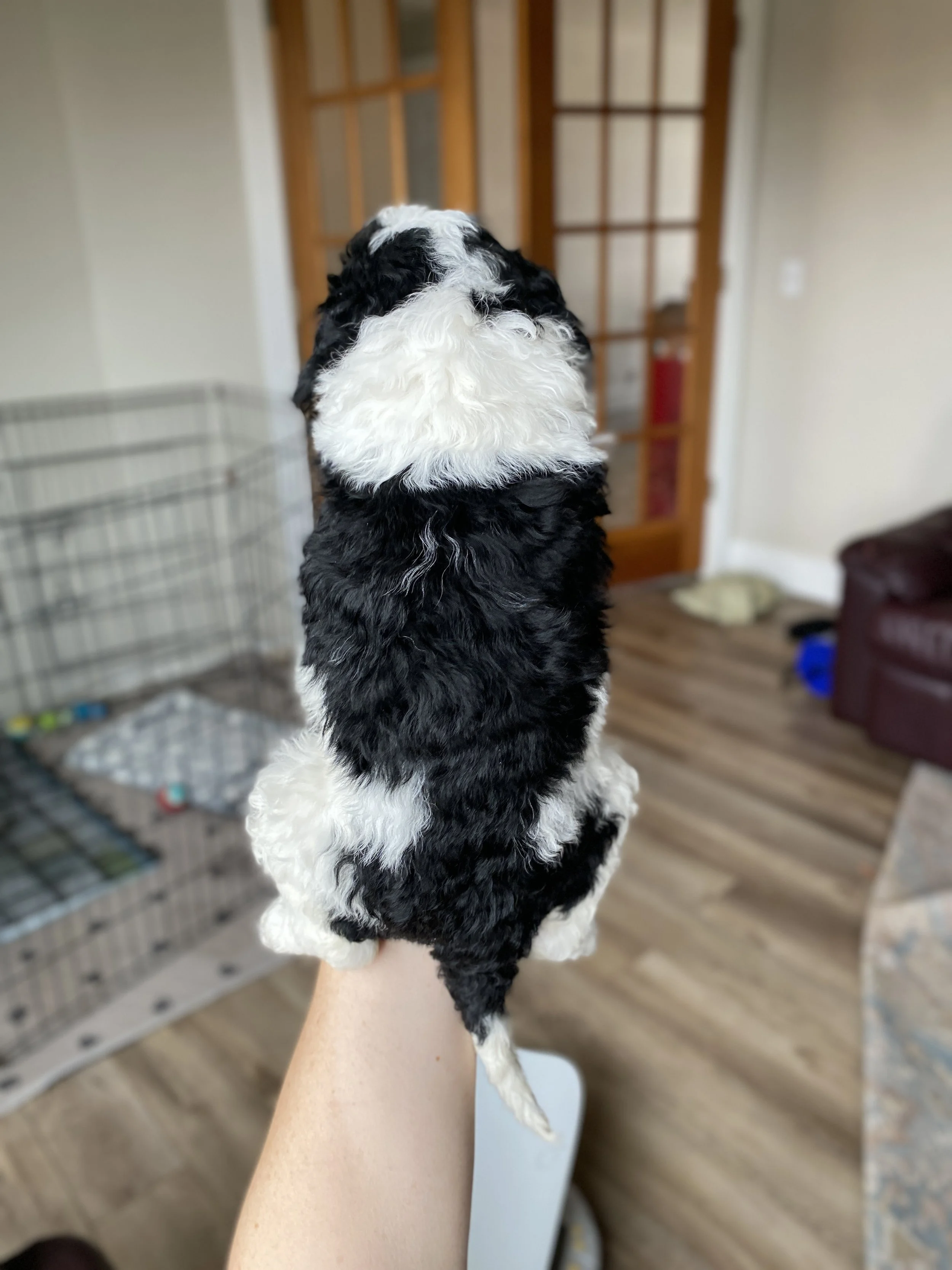 black and white parti mini bernedoodle
