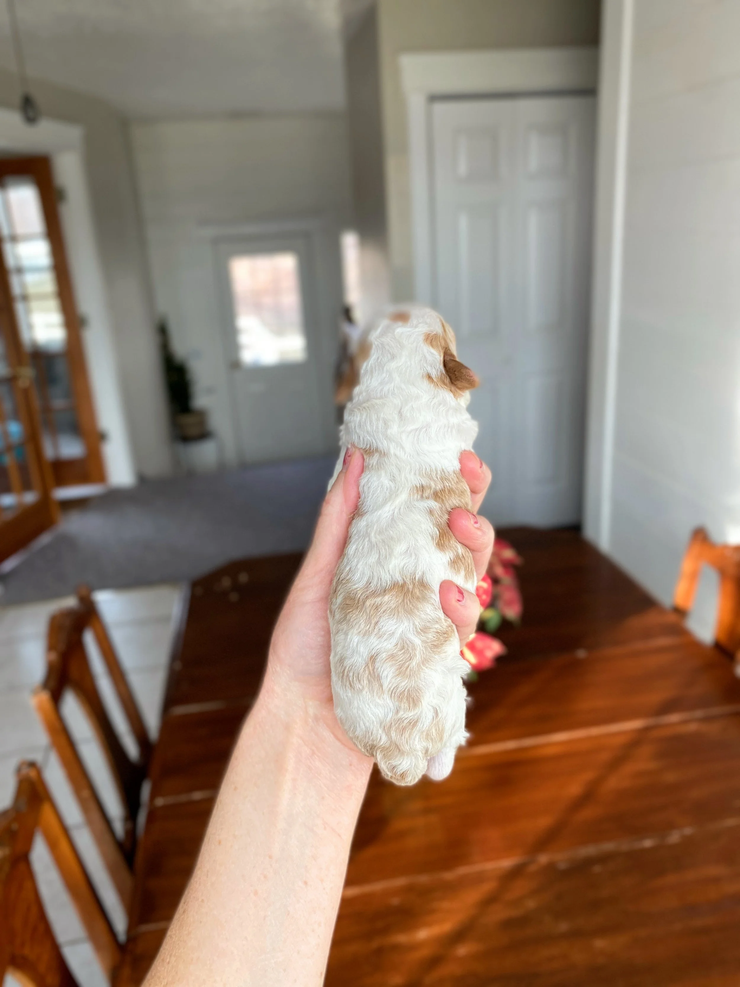 red and white parti mini bernedoodle