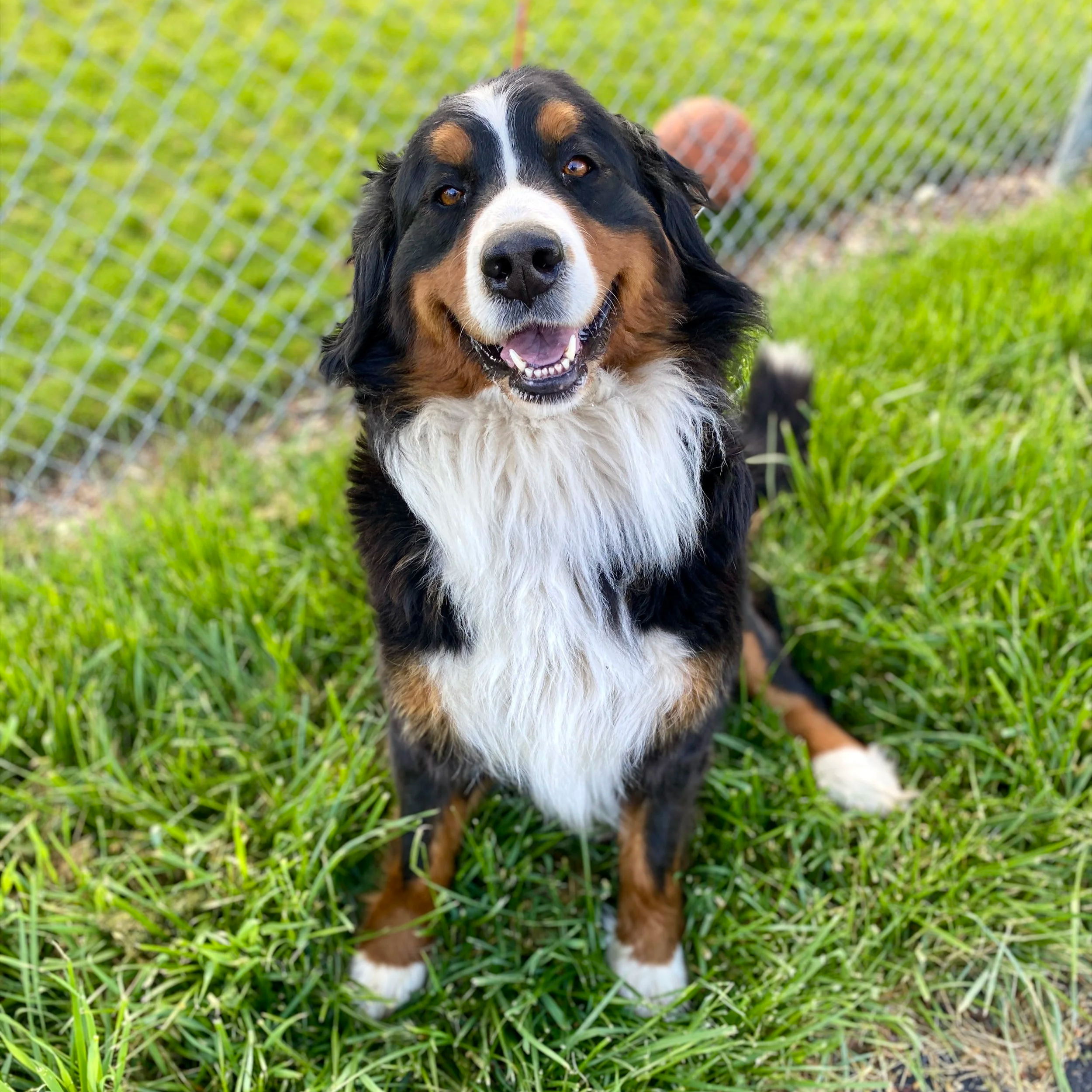 Bernese Mountain Dog