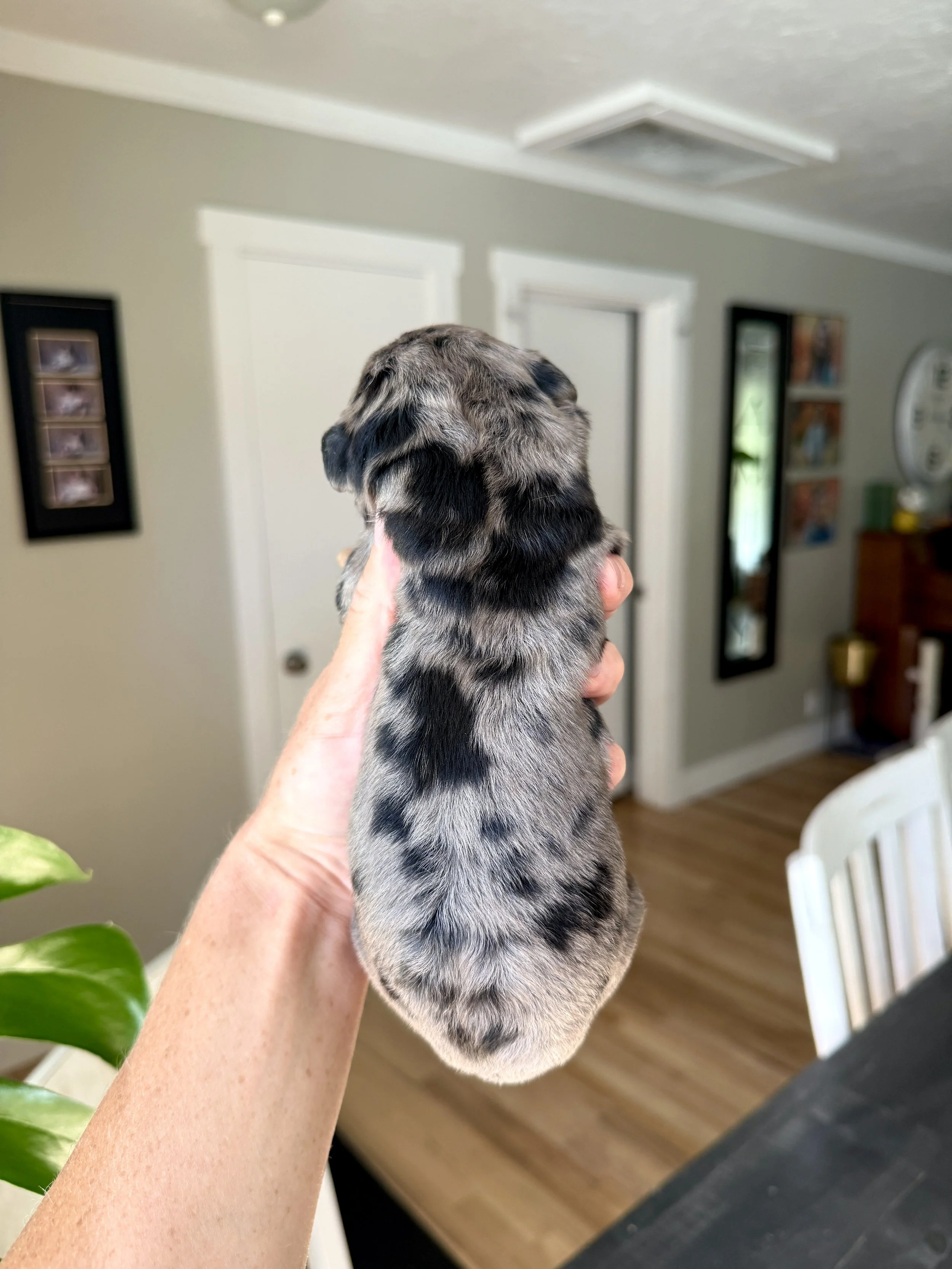 merle phantom mini bernedoodle