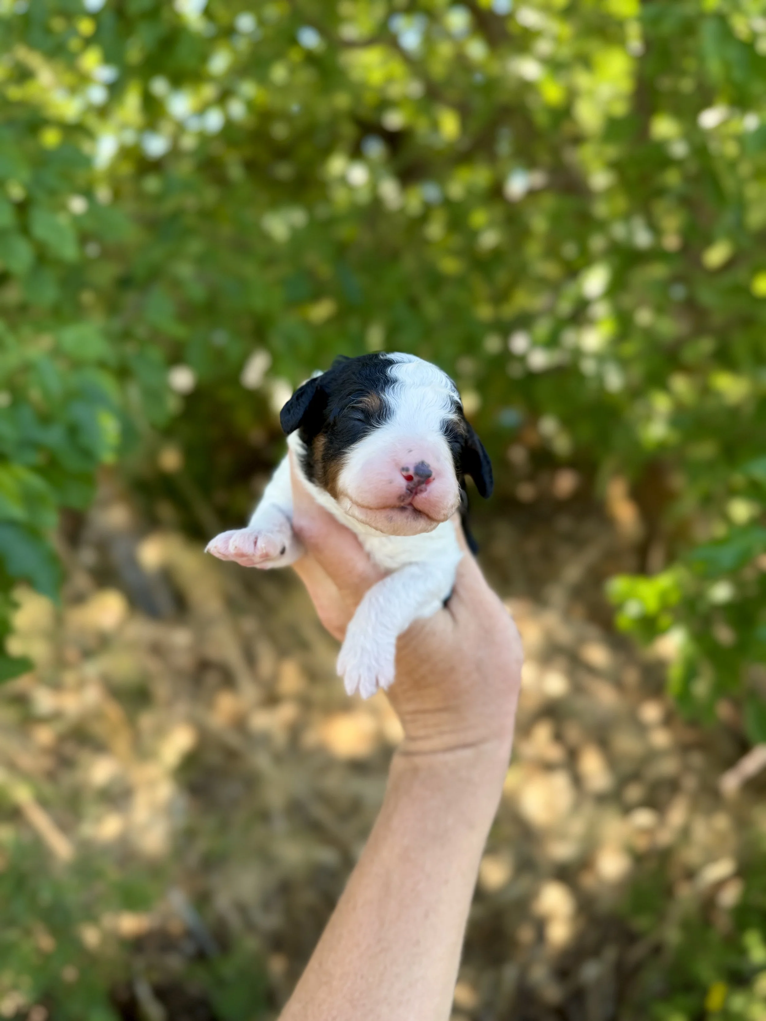 mini tri colored parti bernedoodle