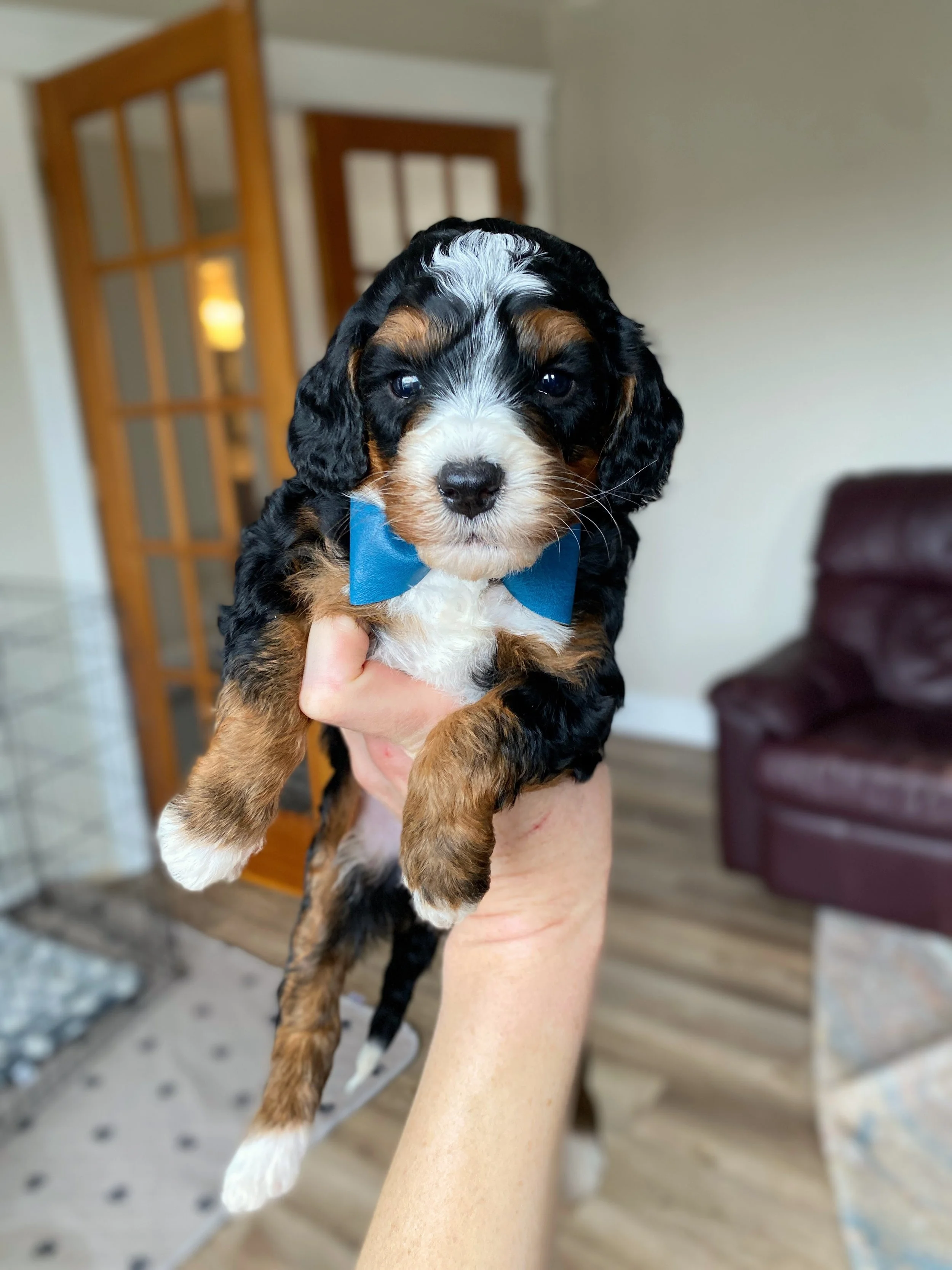 black tri colored mini bernedoodle