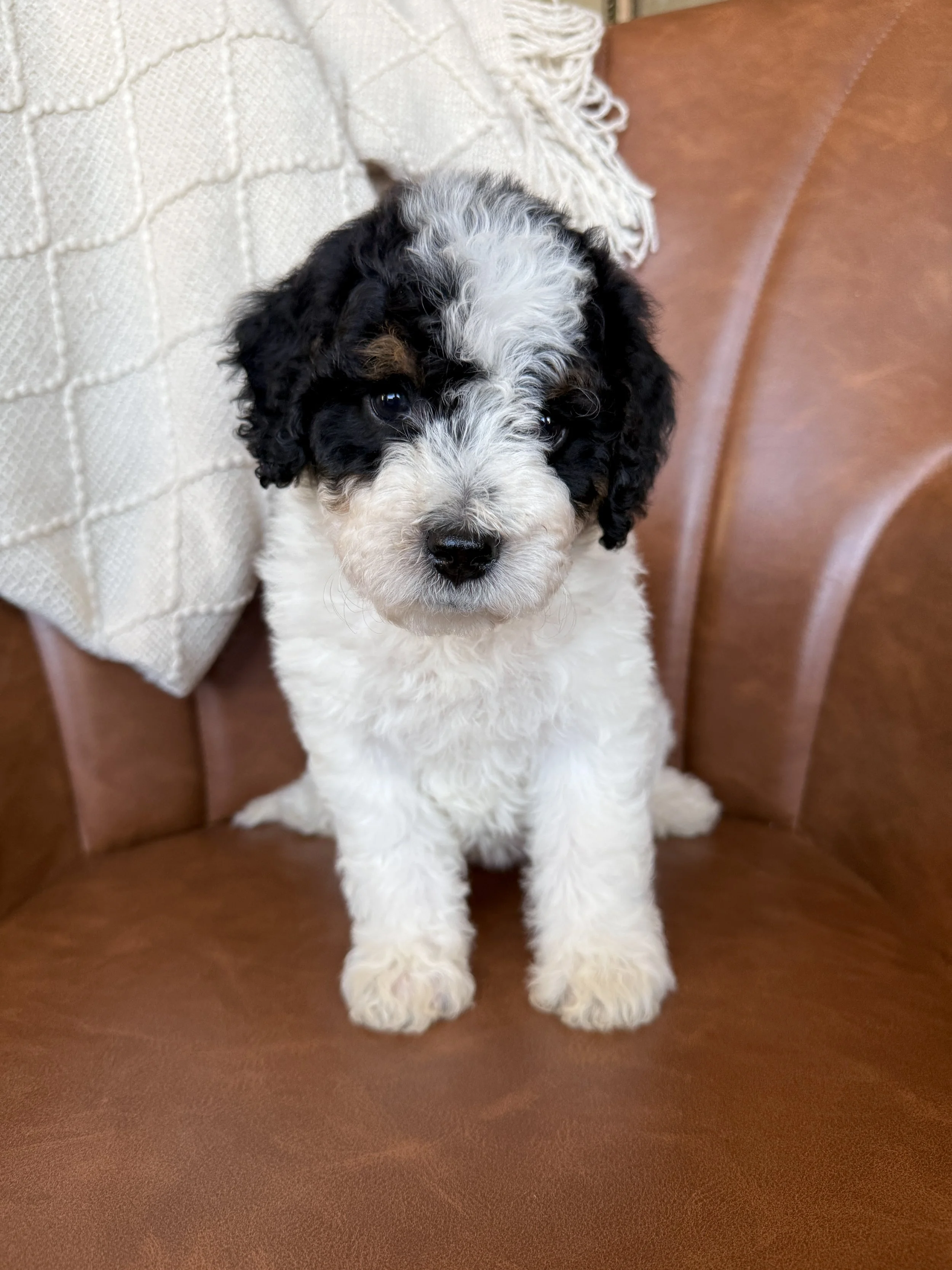 mini bernedoodle tri colored parti