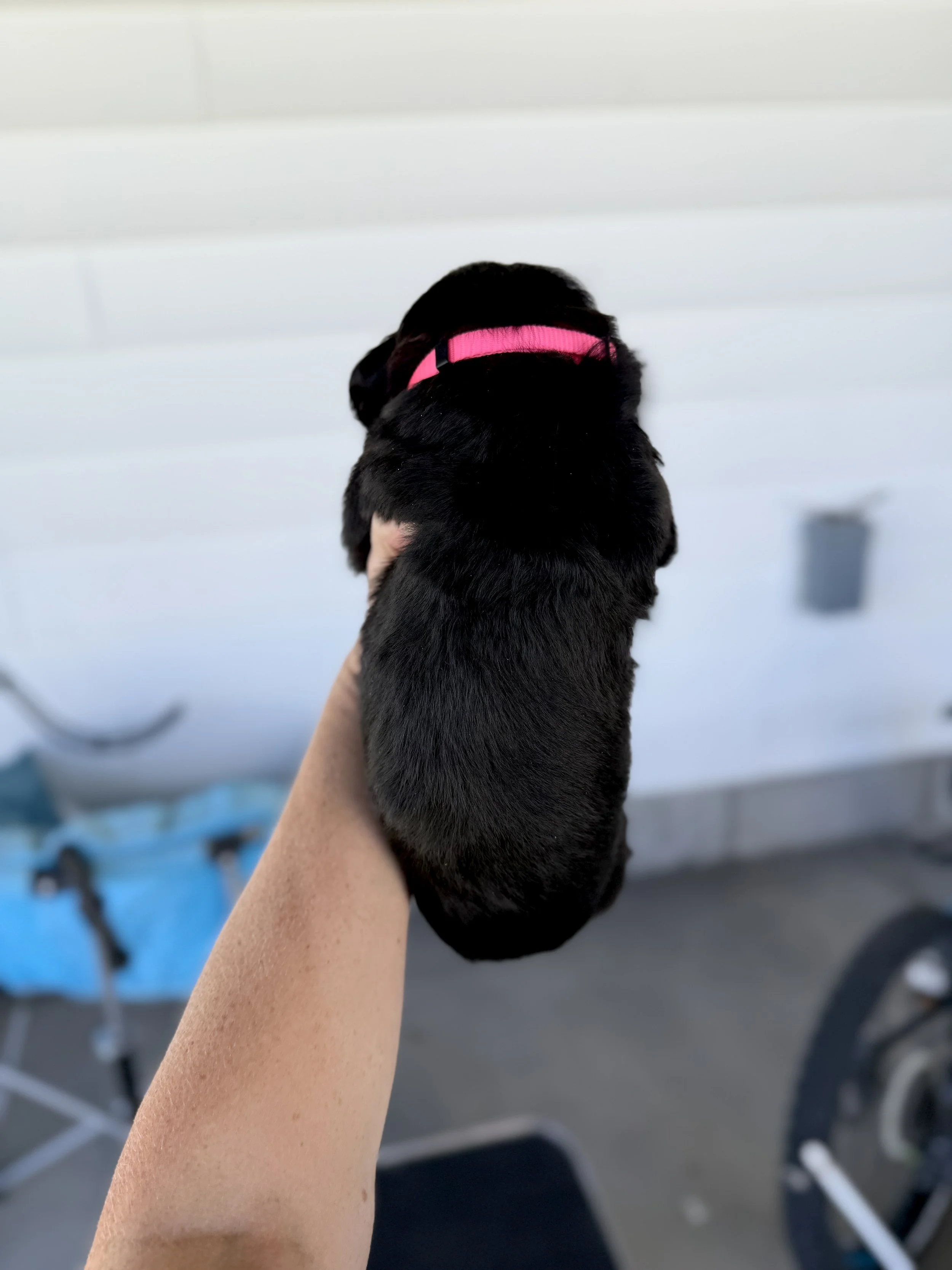 bernese mountain dog puppy