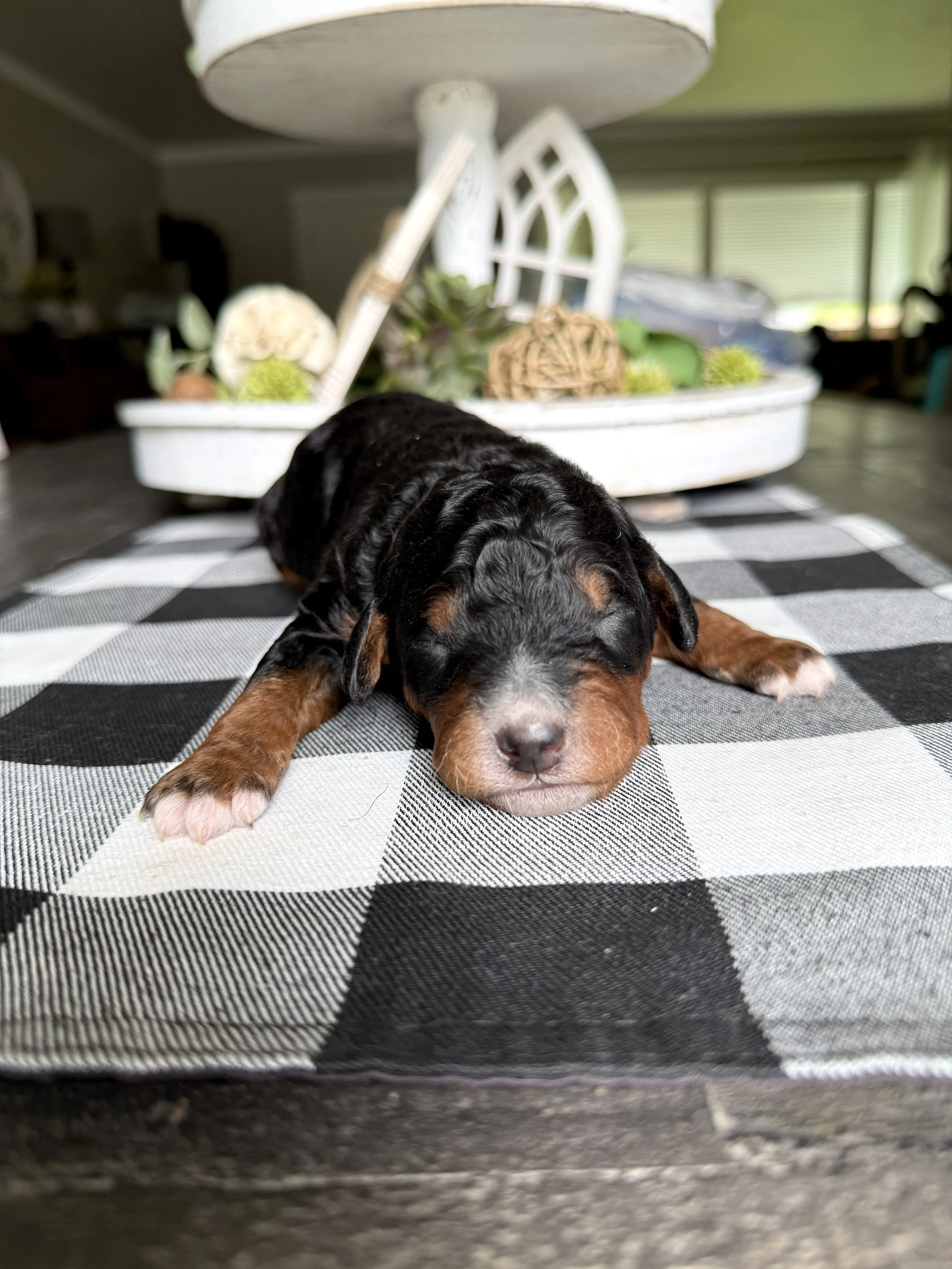 mini phantom bernedoodle