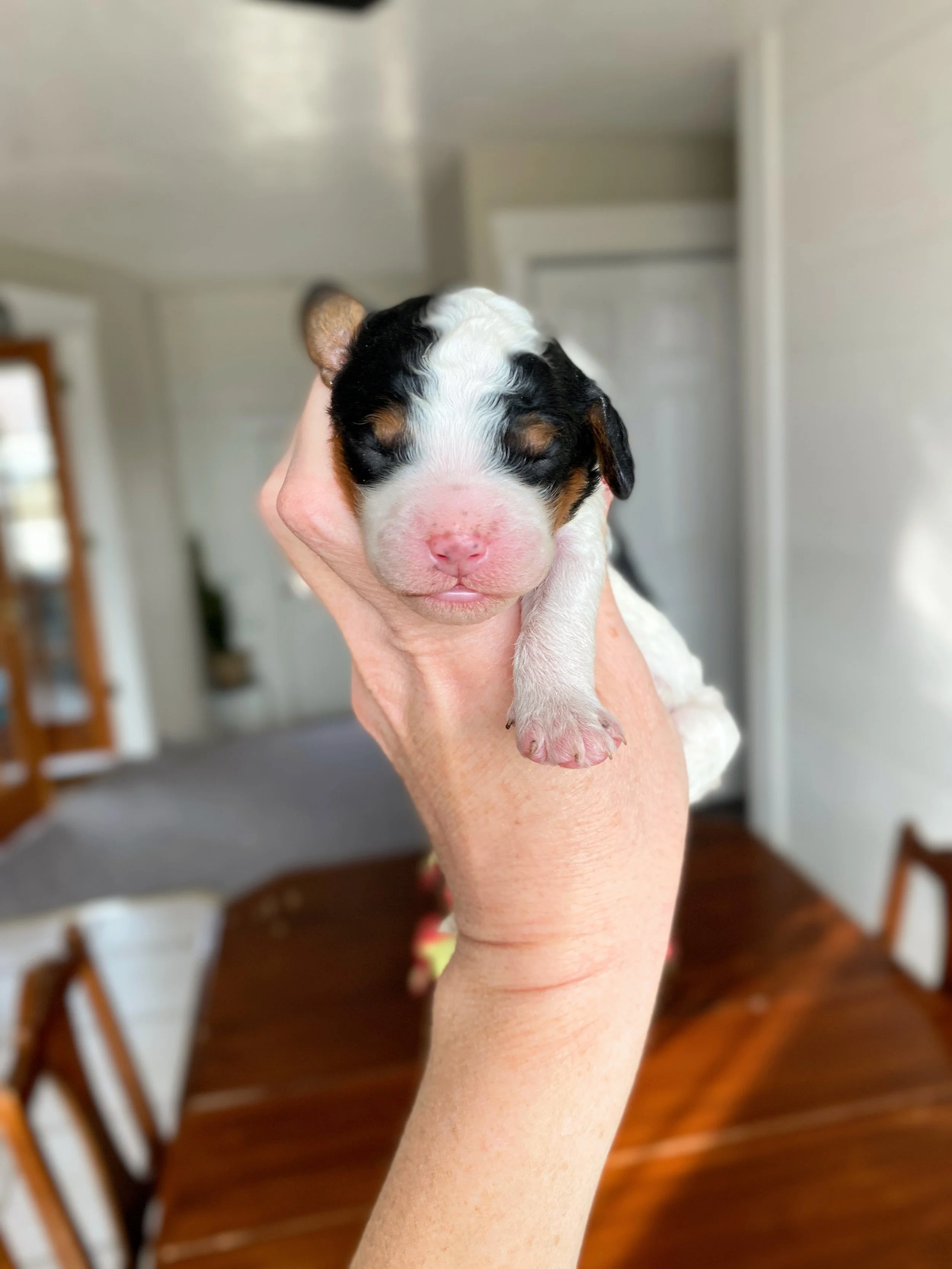 tri colored parti mini bernedoodle