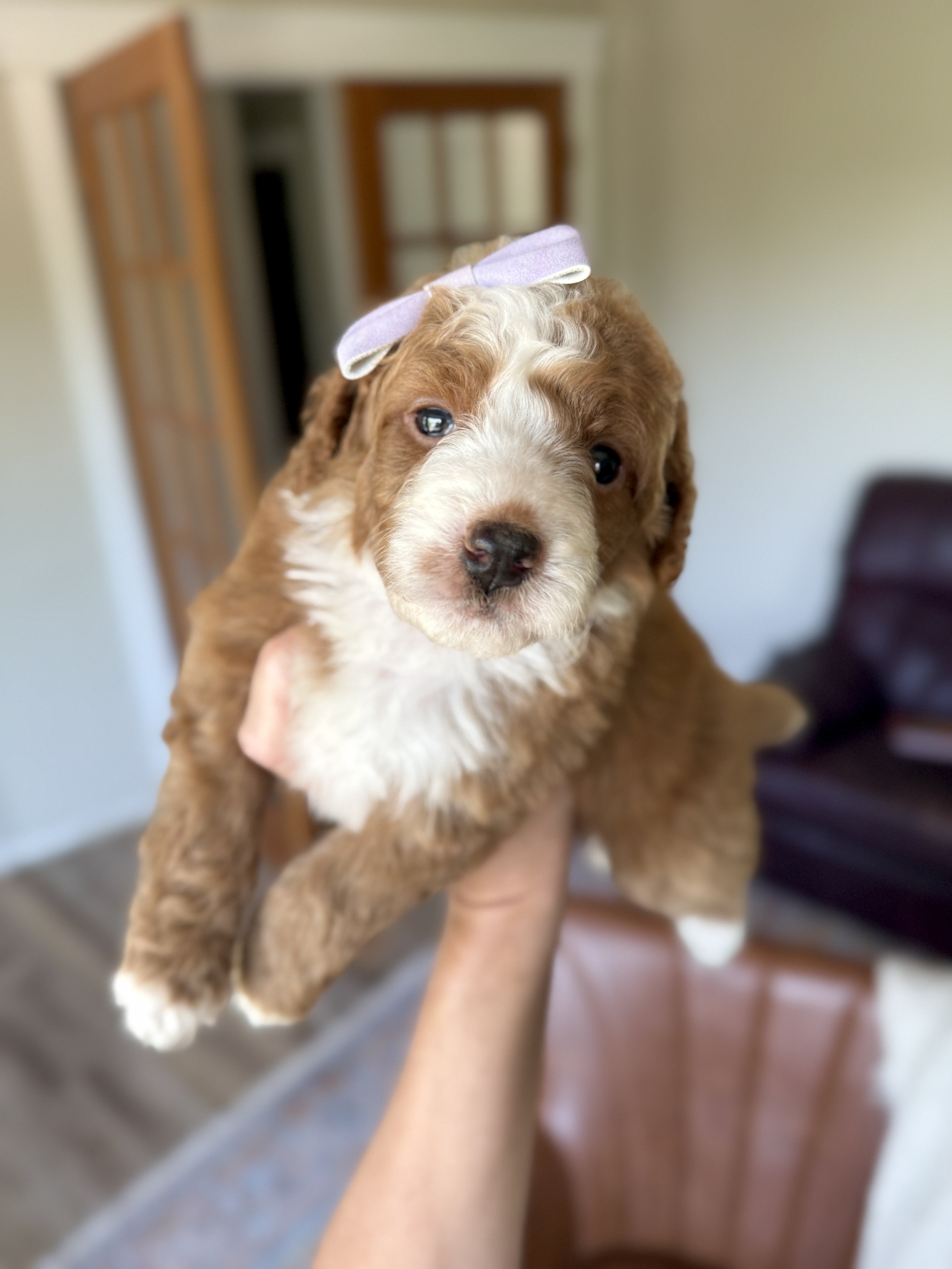 red and white tuxedo mini bernedoodle