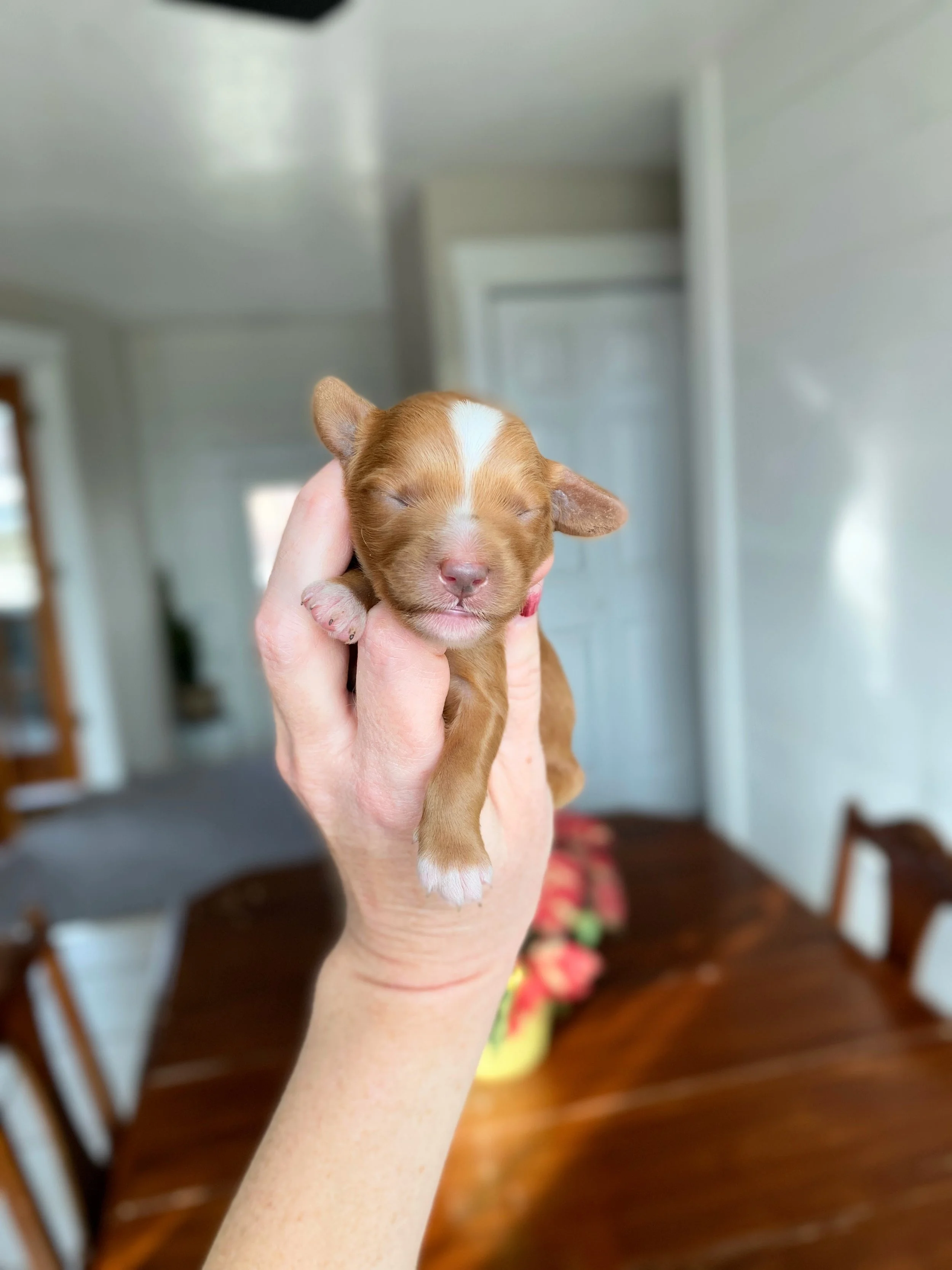 red and white abstract mini bernedoodle