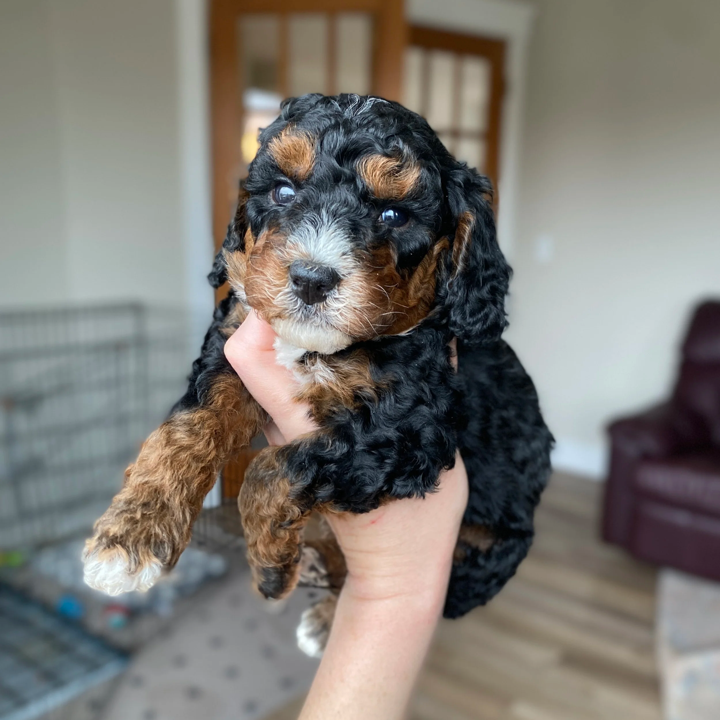 mini phantom bernedoodle