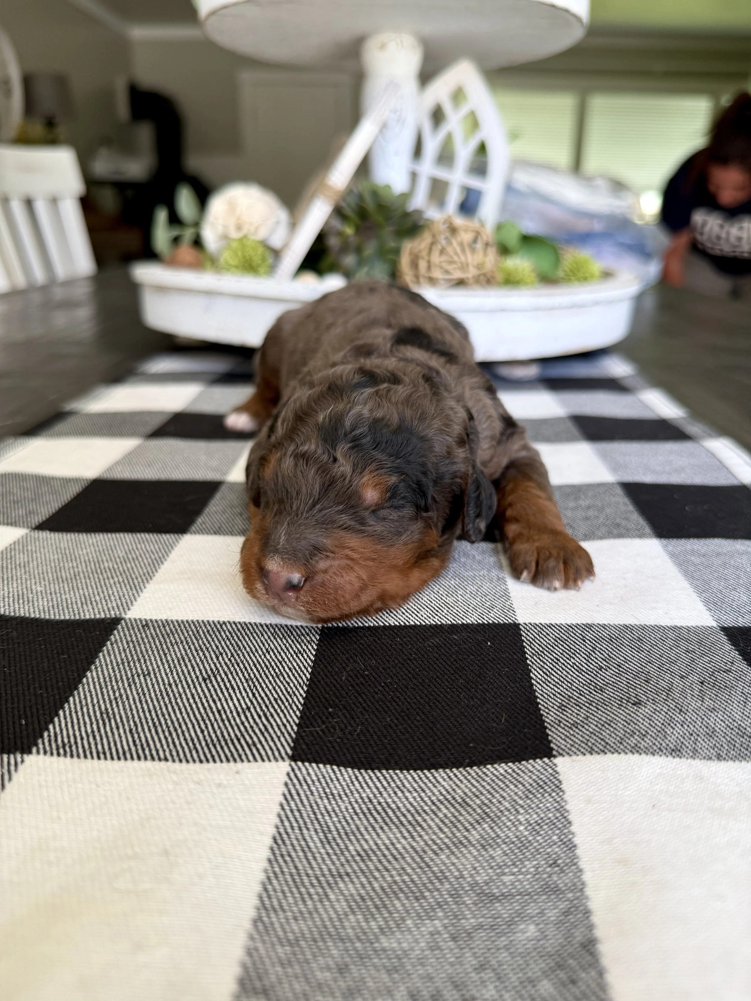 mini merle phantom bernedoodle