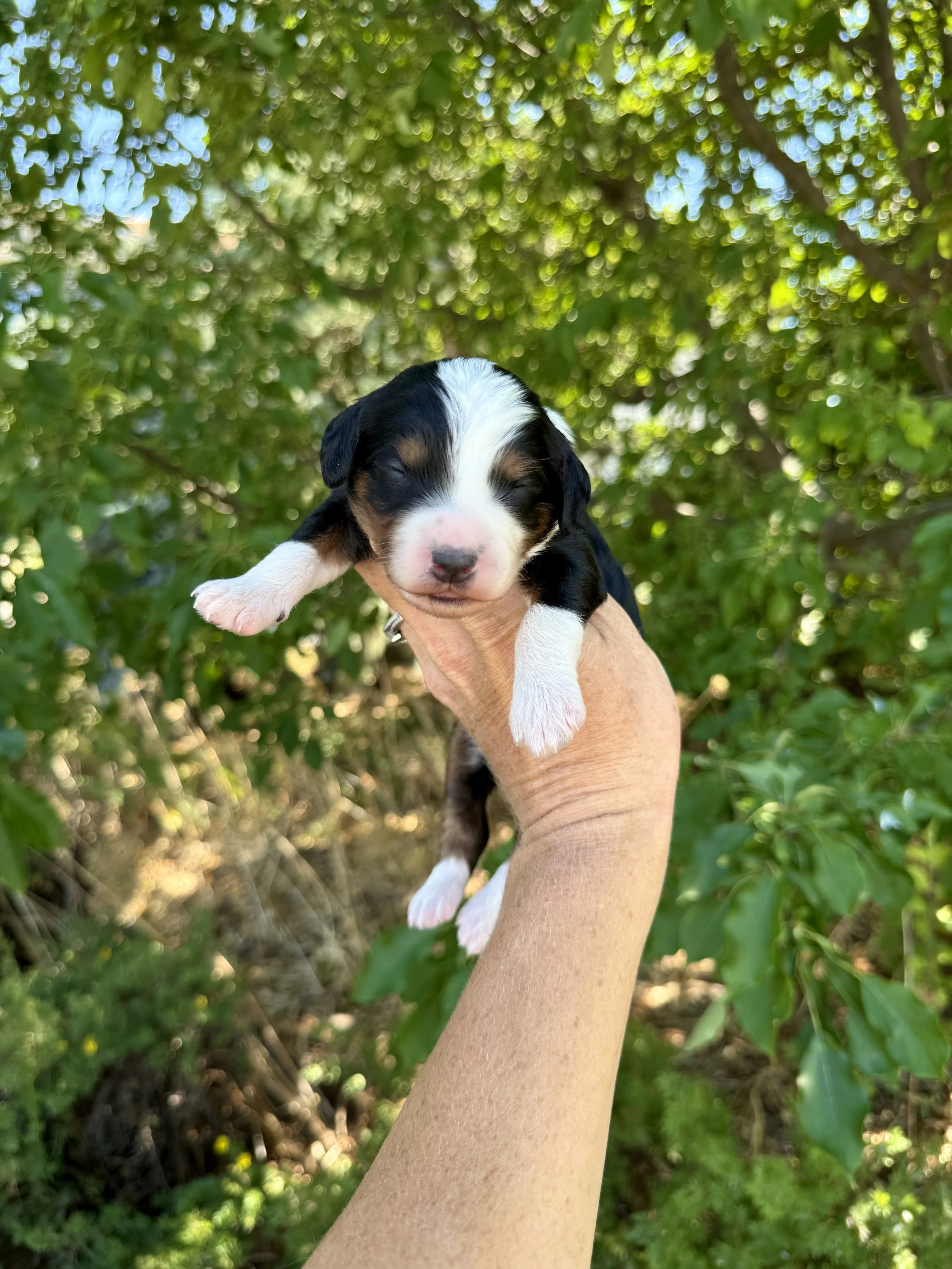 mini tri colored bernedoodle