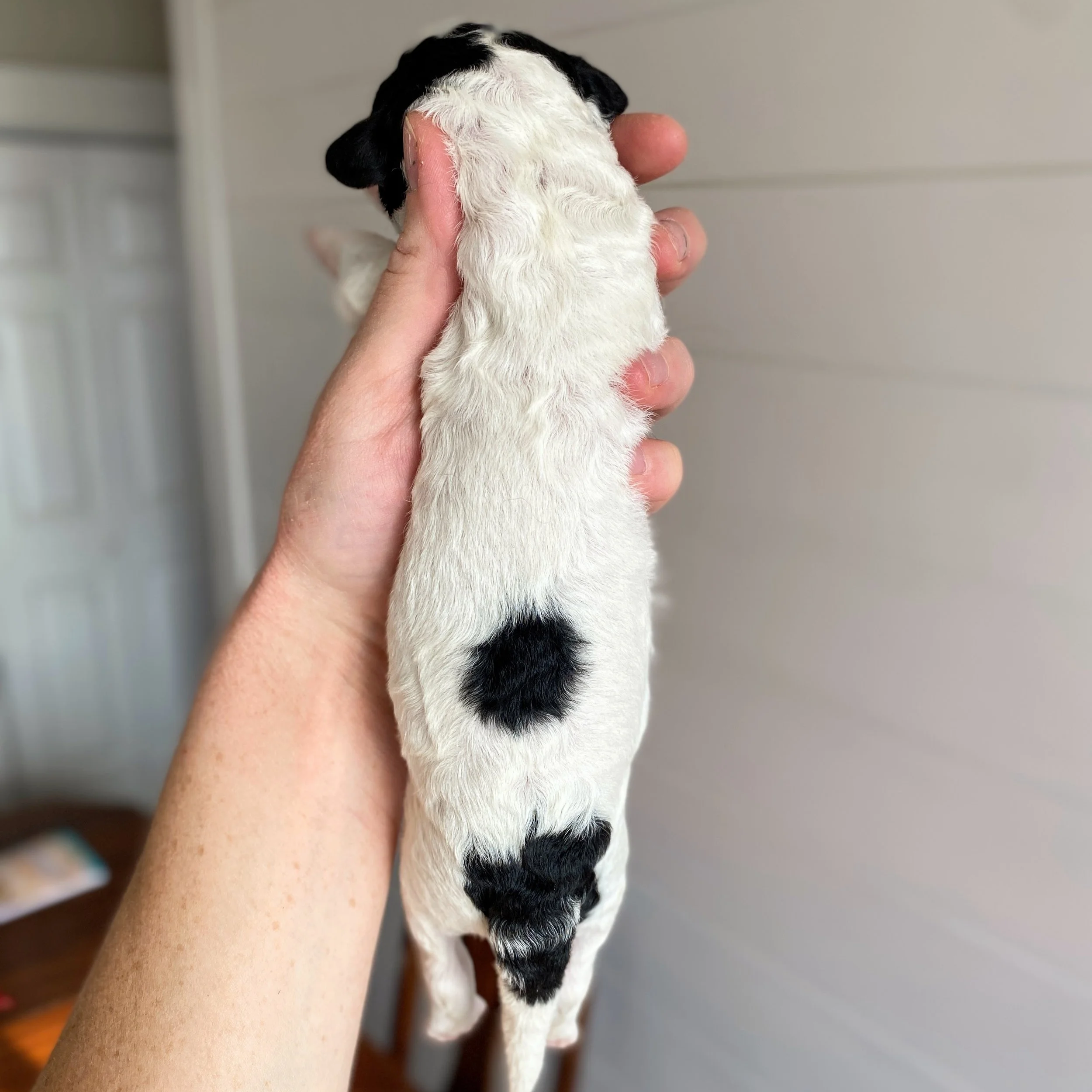 mini parti tri colored bernedoodle