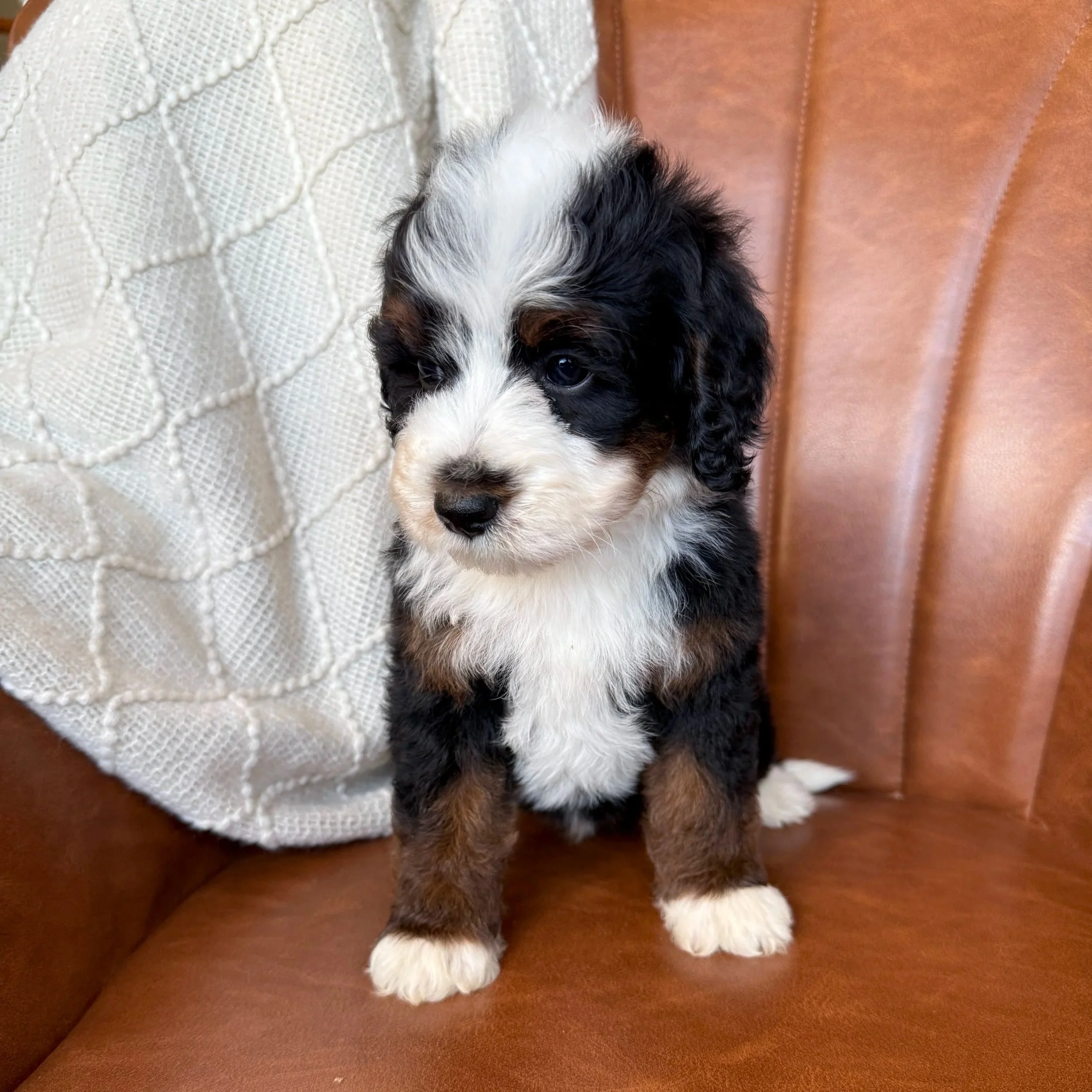 tri colored mini bernedoodle