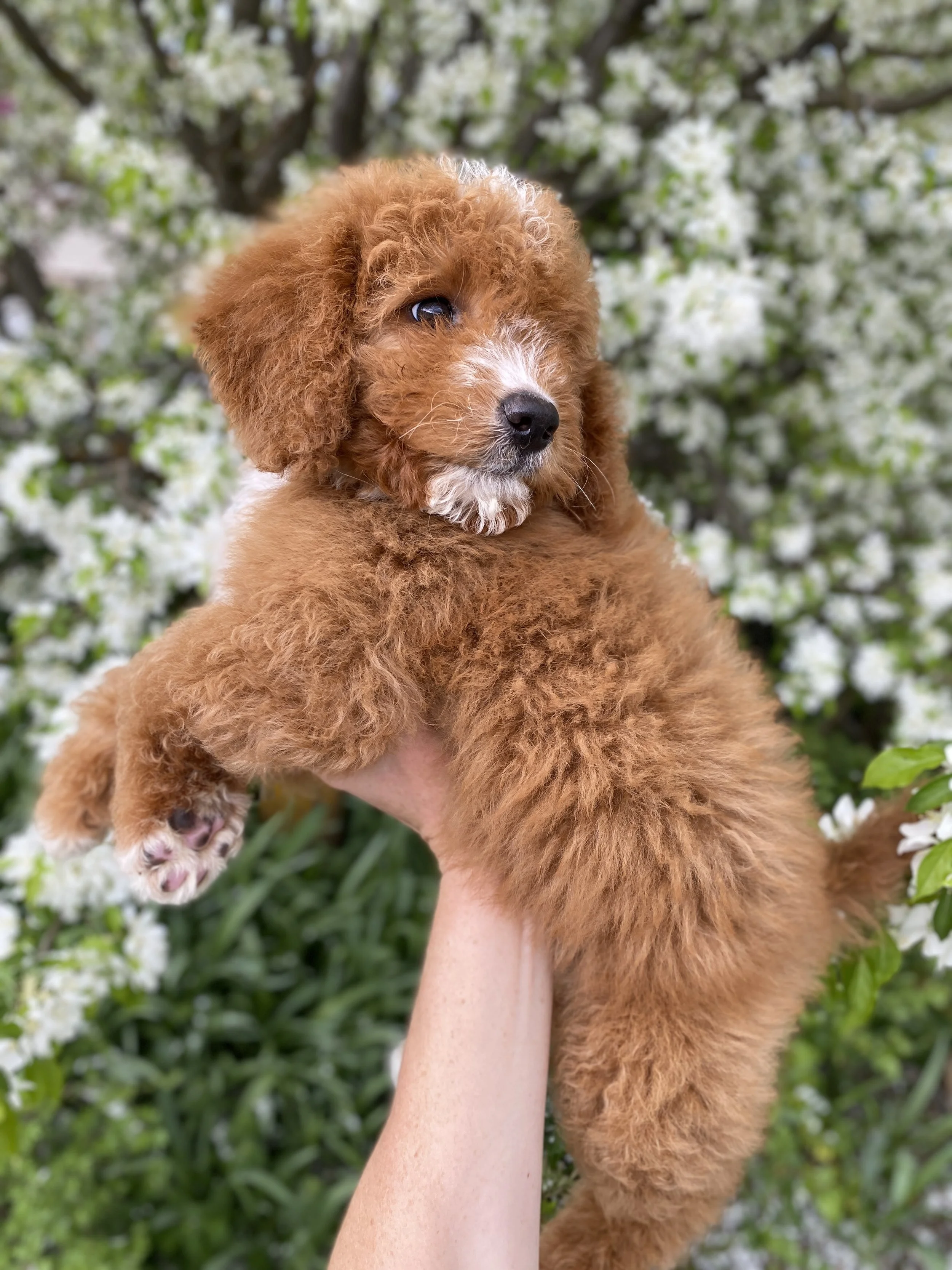 red mini bernedoodle