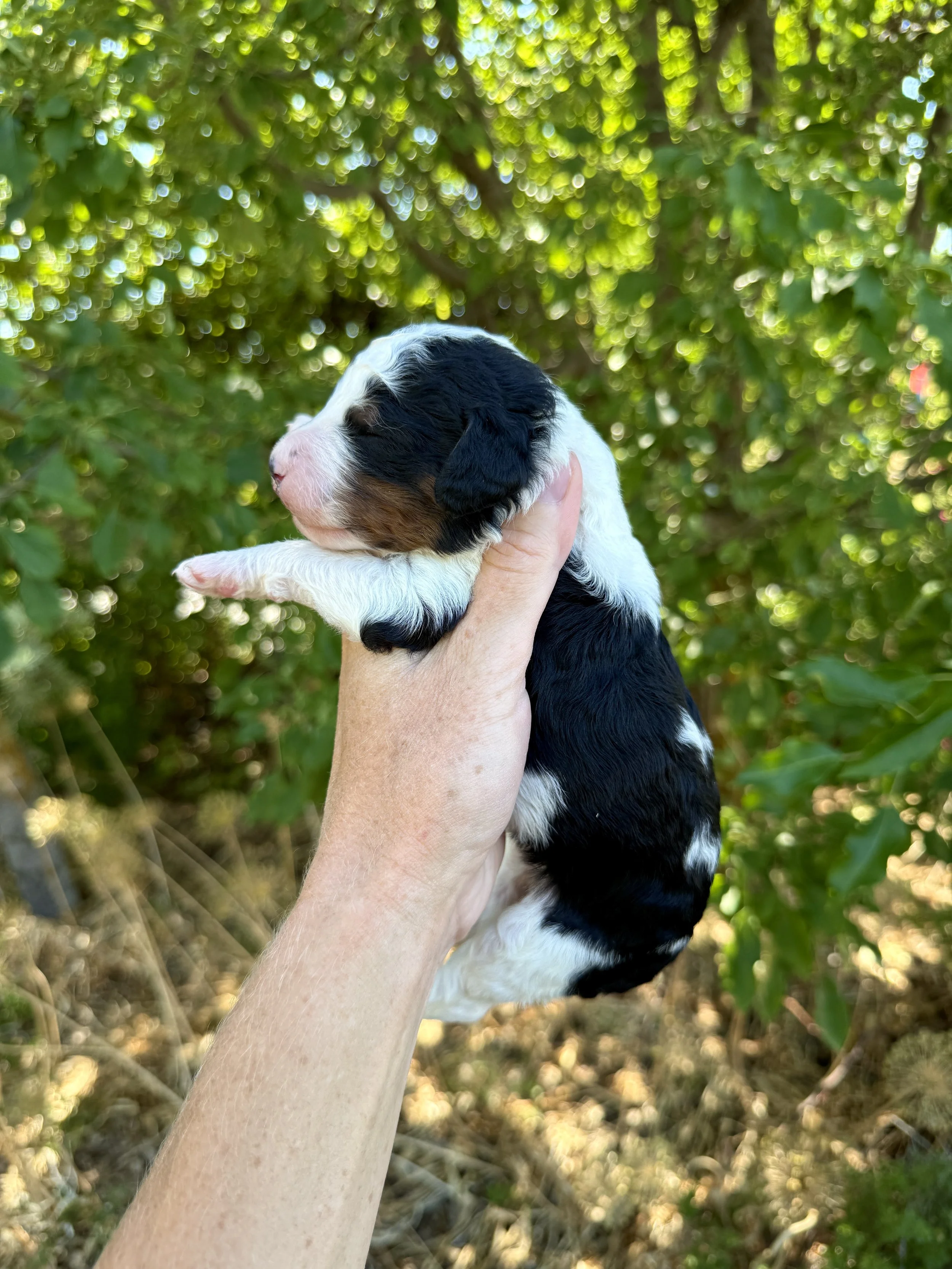 mini tri colored parti bernedoodle