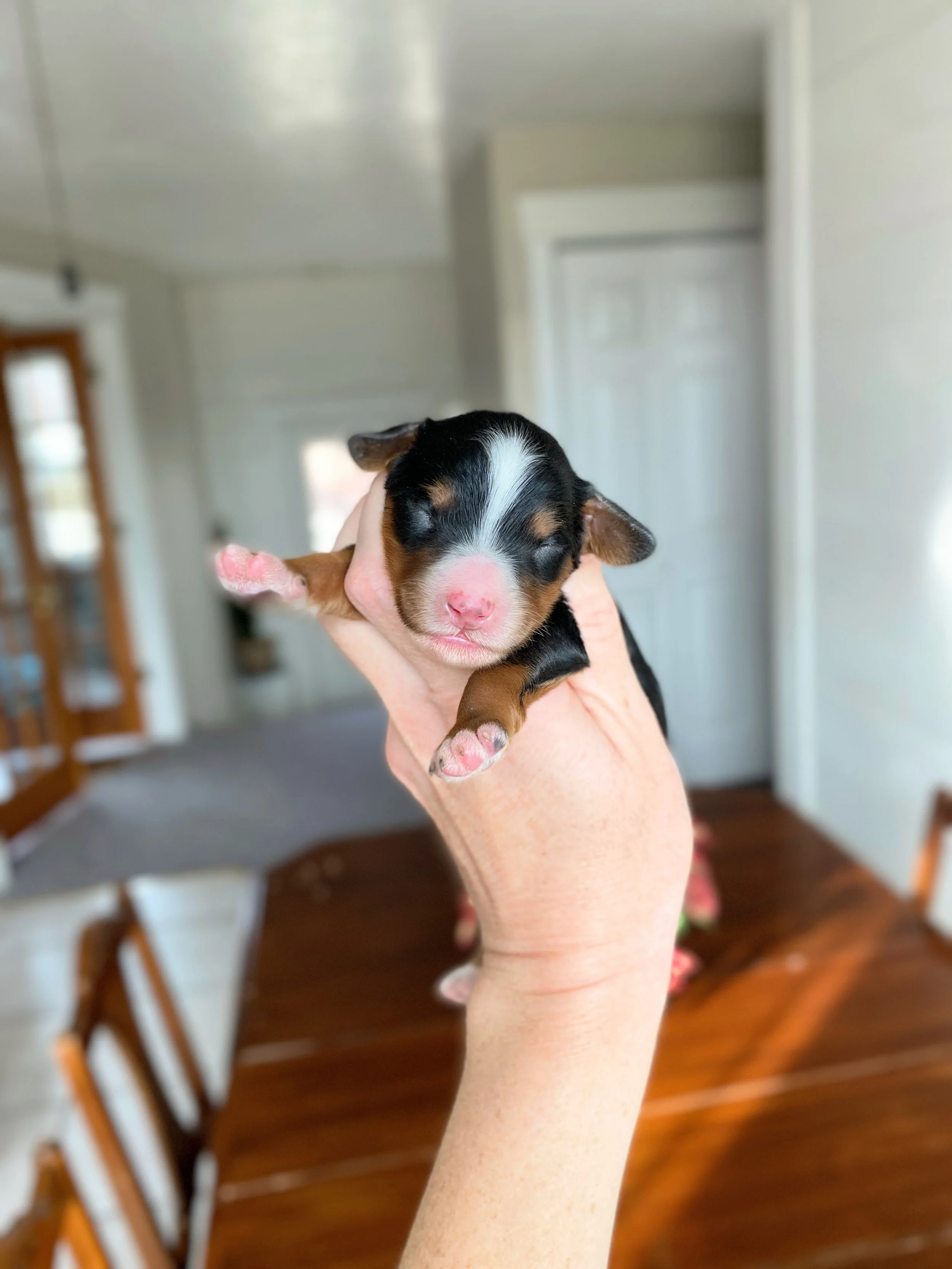 tri colored mini bernedoodle