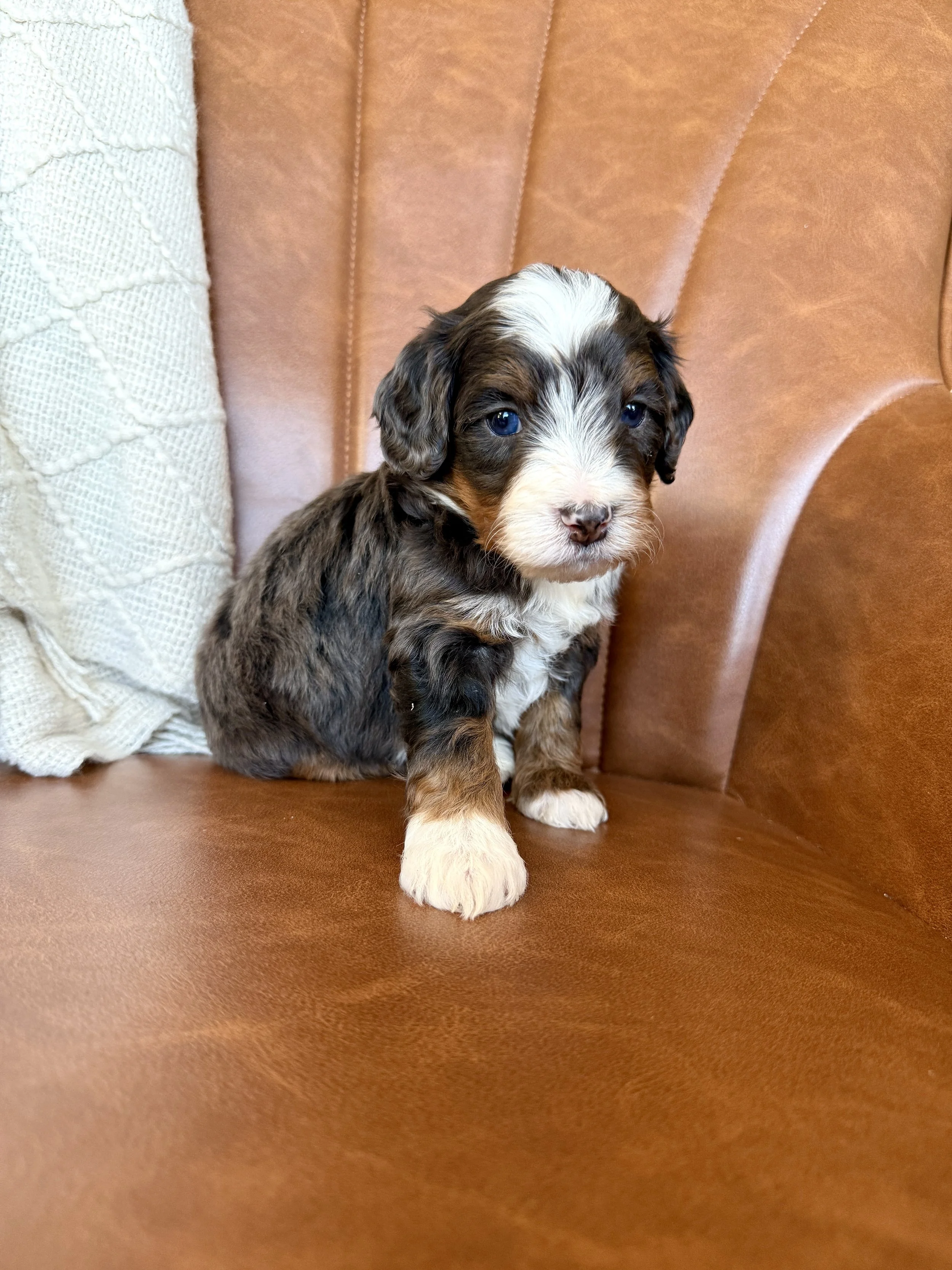 mini tri colored merle bernedoodle