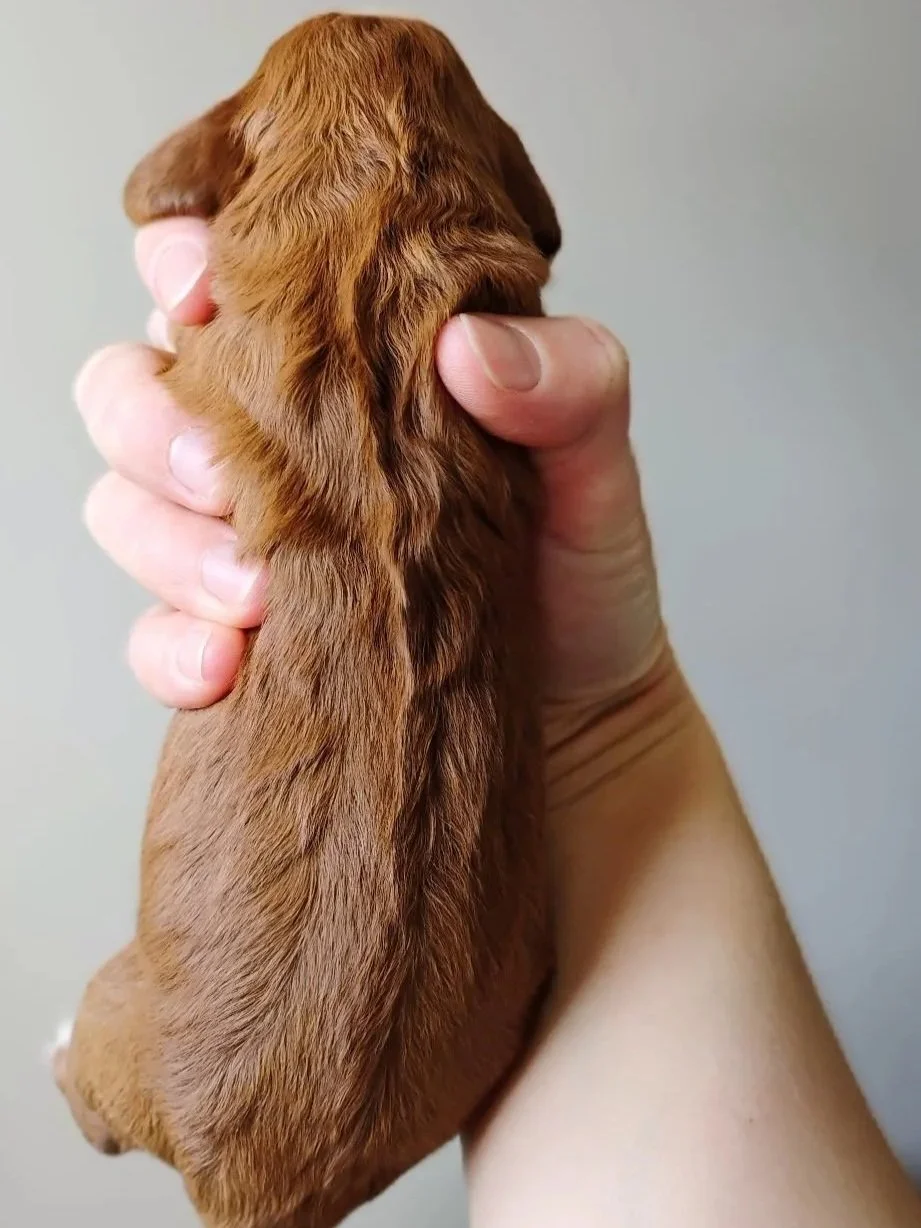 red and white brittany doodle