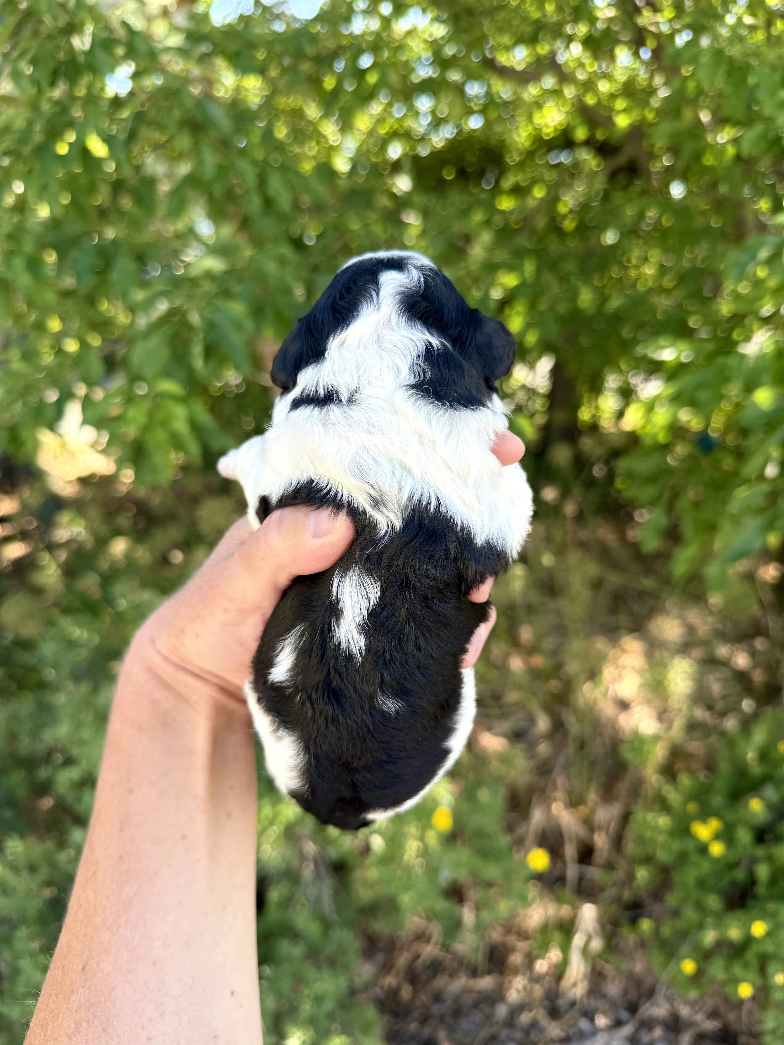 mini bernedoodle tri colored parti