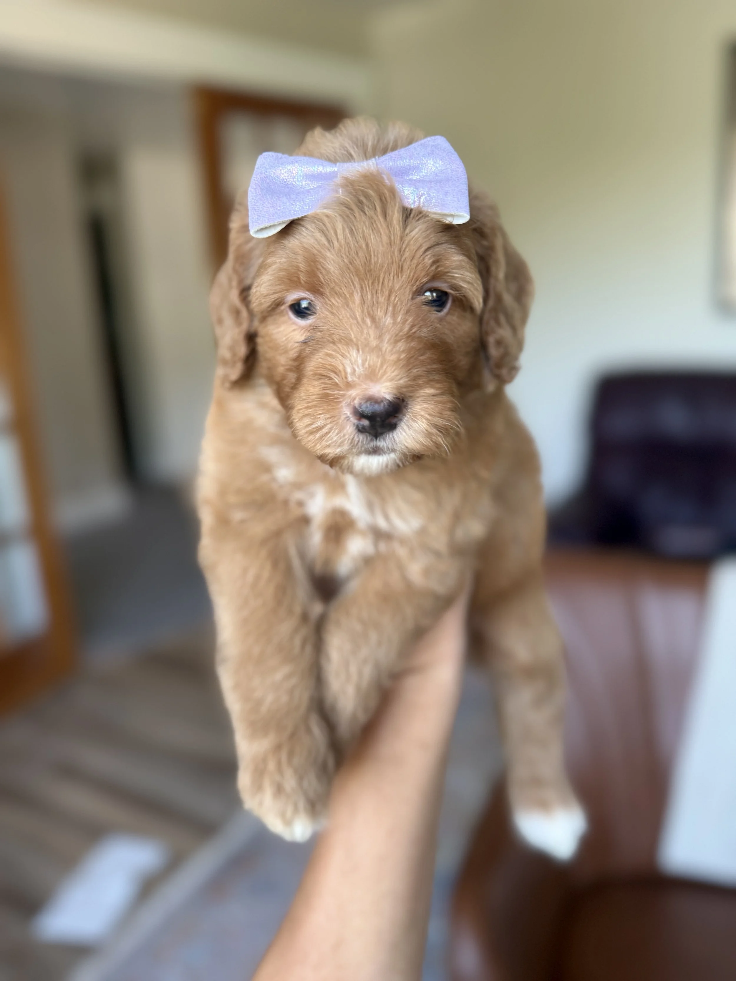 red mini bernedoodle