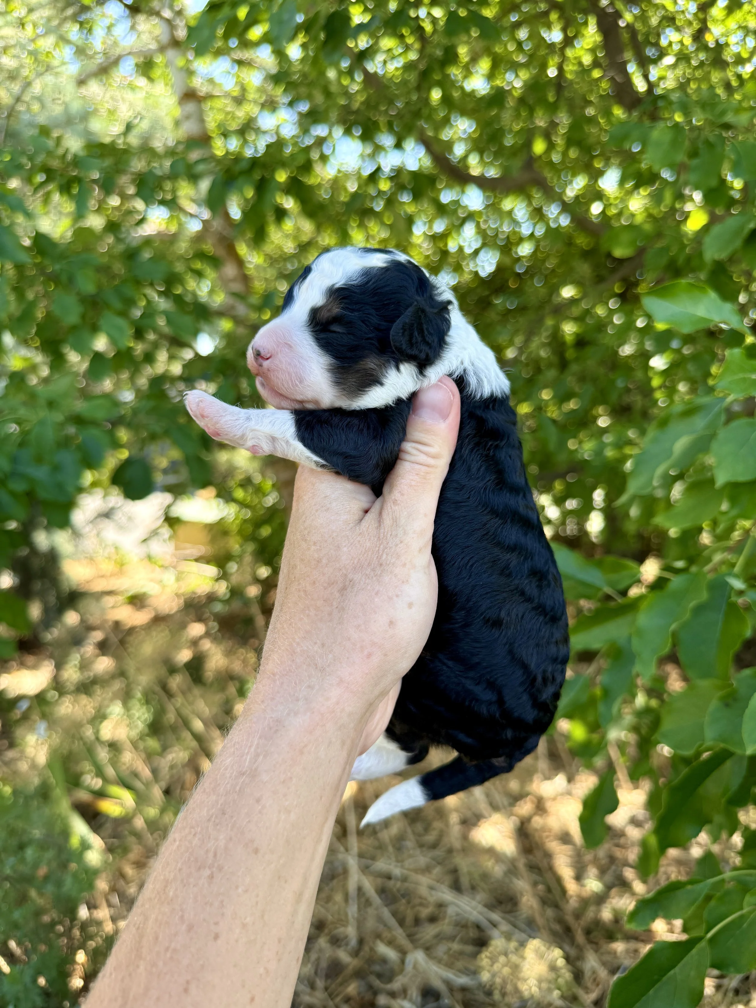 mini tri colored bernedoodle