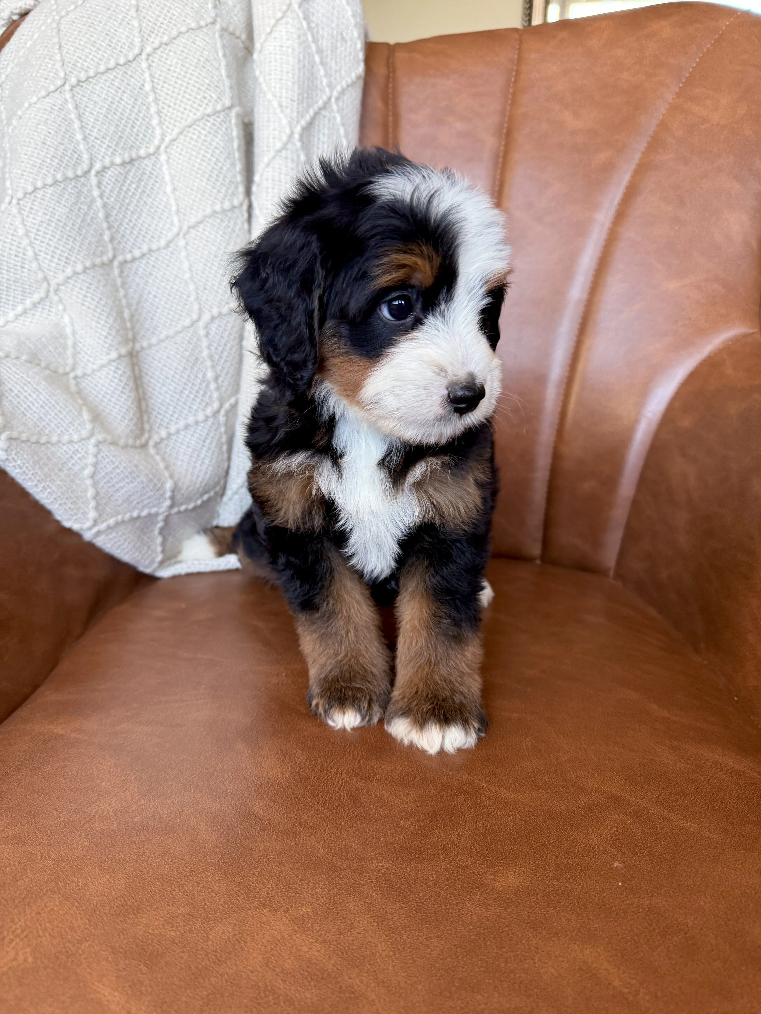 mini tri colored bernedoodle