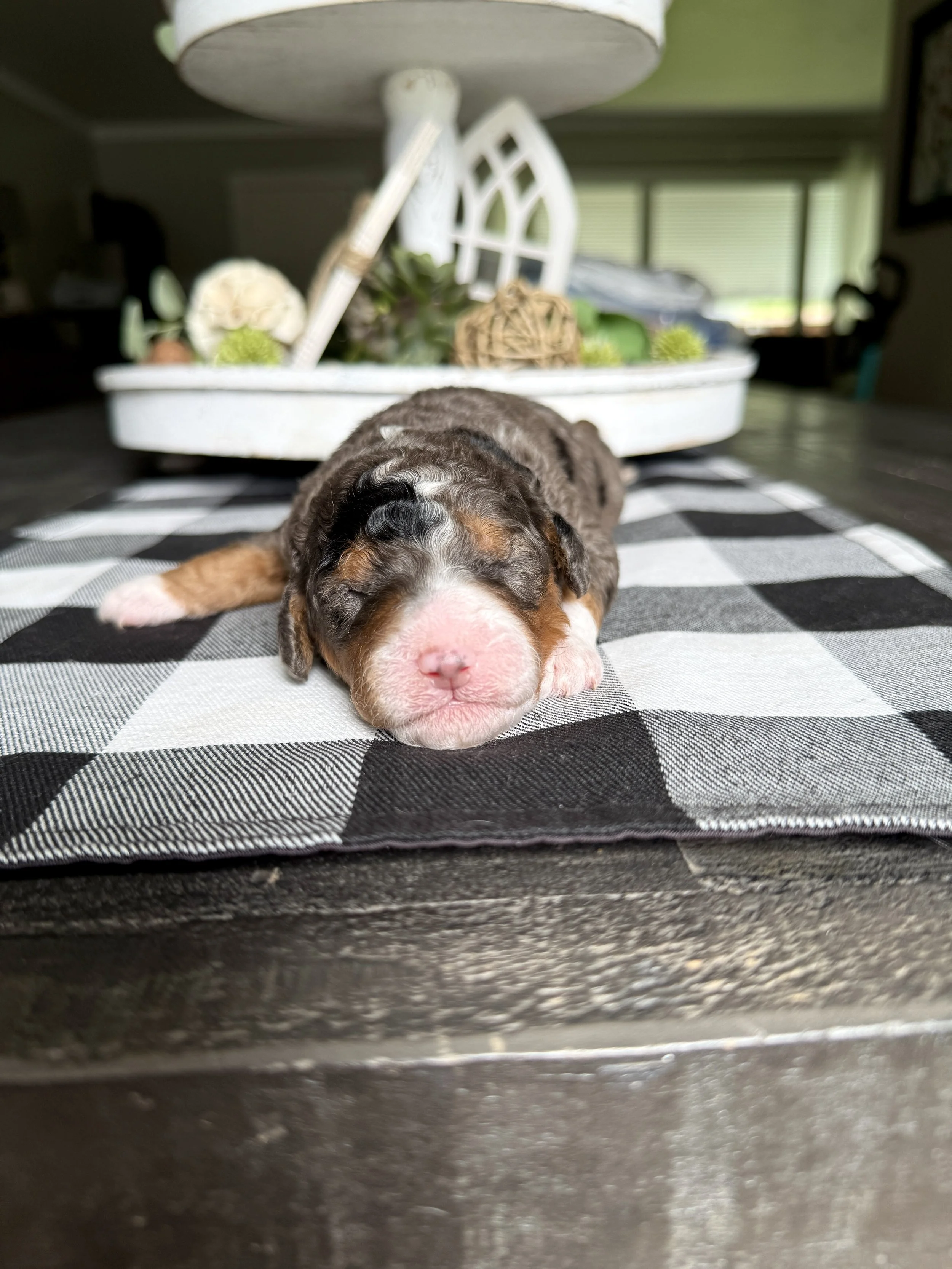 mini tri colored merle bernedoodle